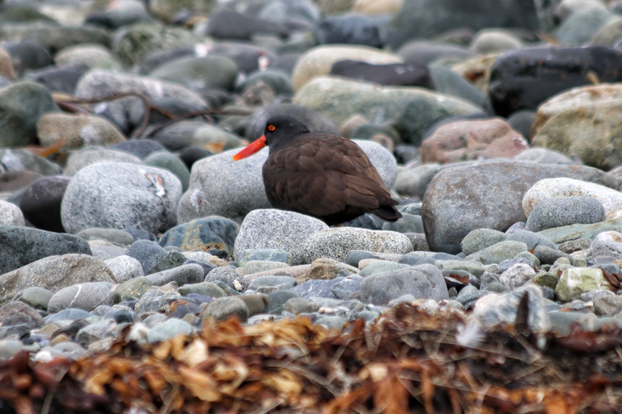 Magelhaenpinguïns spotten op Isla Magdalena - Patagonië