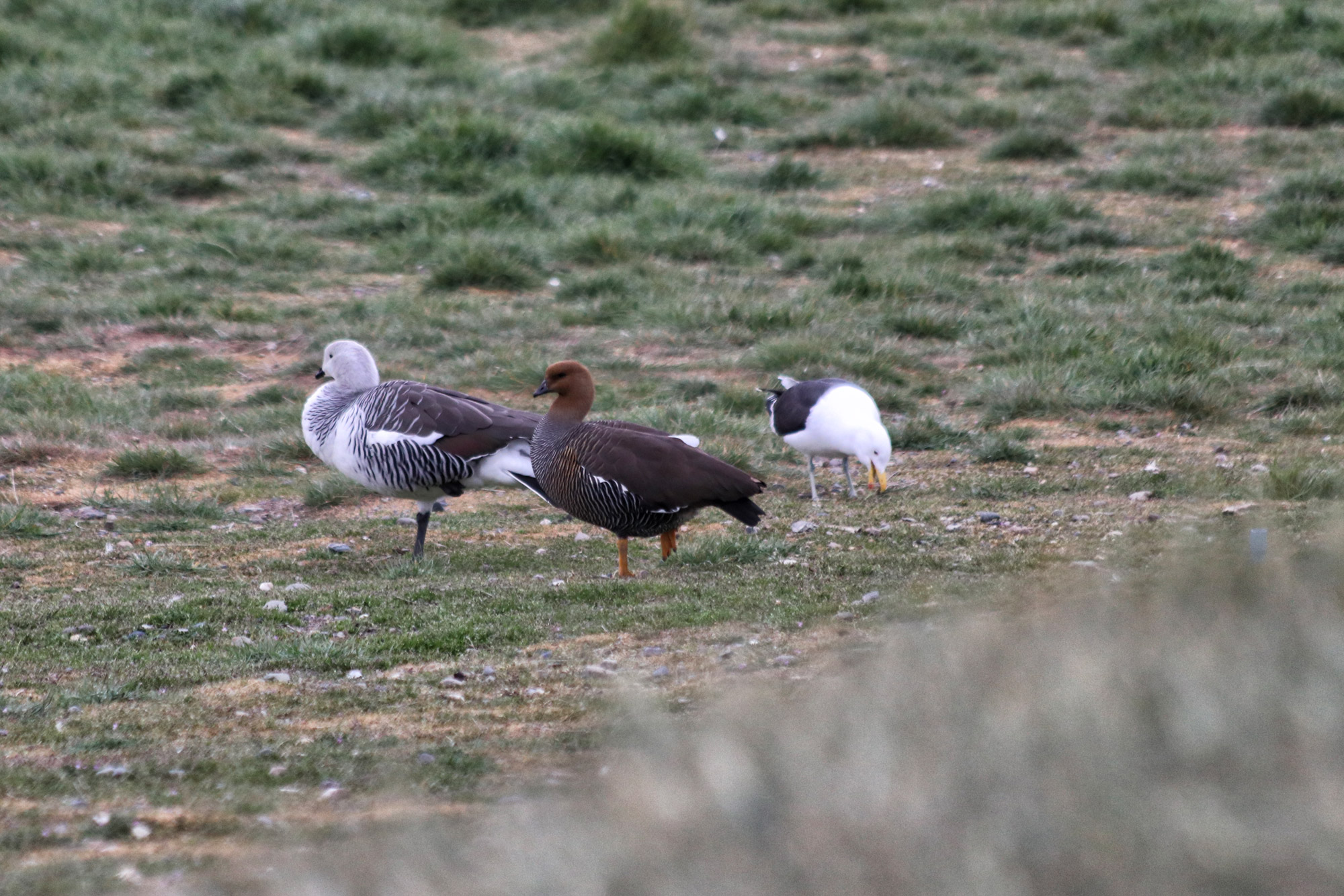 Magelhaenpinguïns spotten op Isla Magdalena - Patagonië