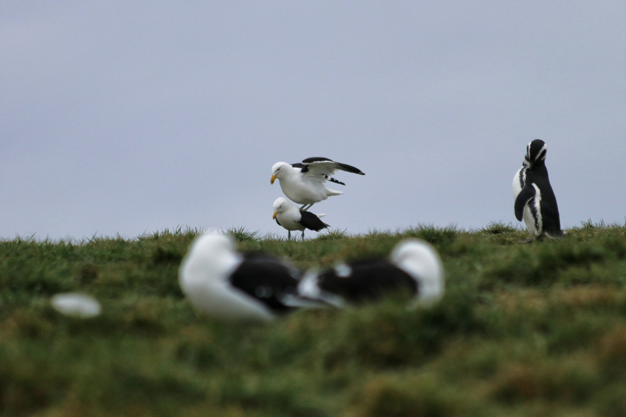 Magelhaenpinguïns spotten op Isla Magdalena - Patagonië