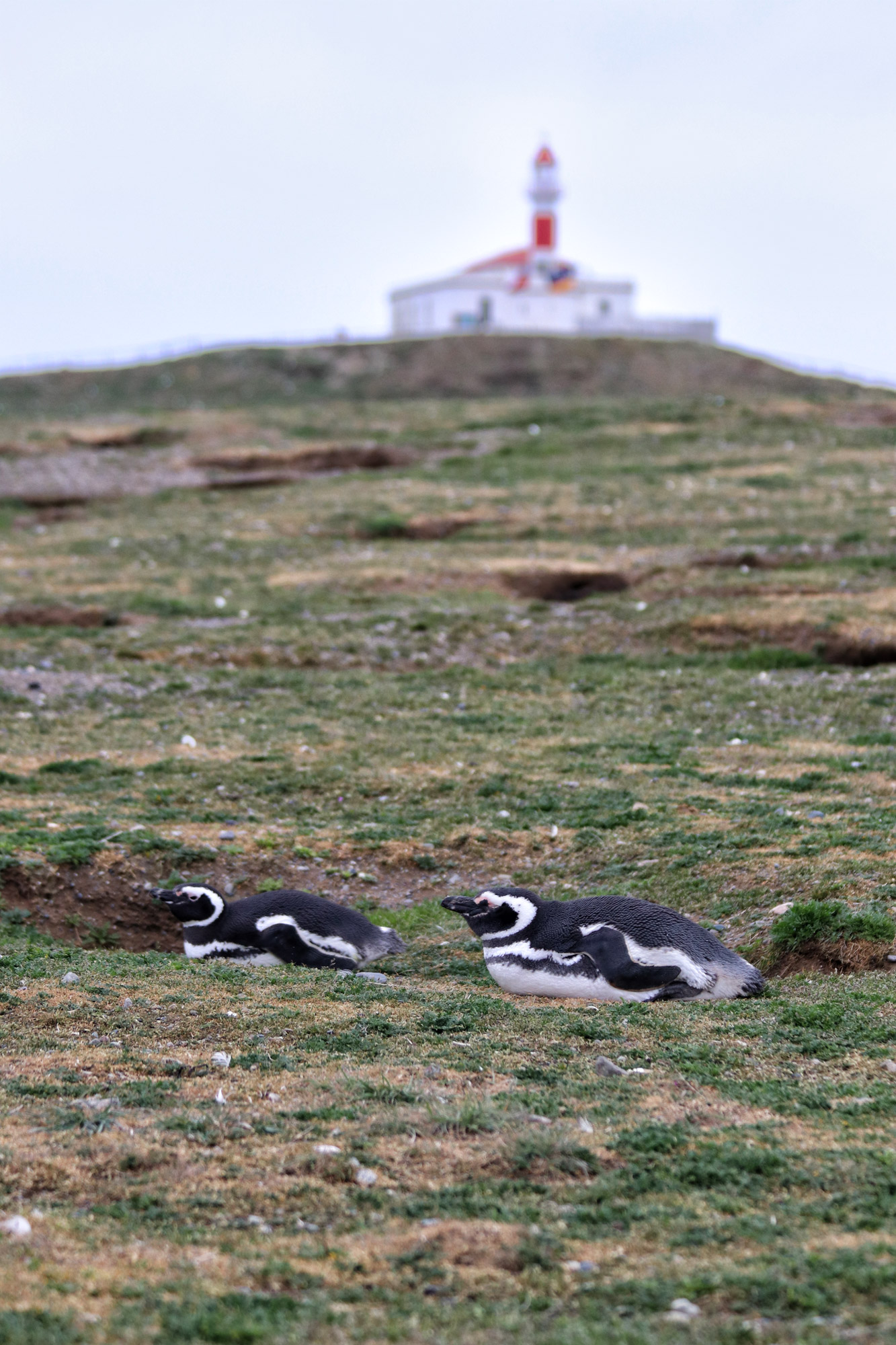 Magelhaenpinguïns spotten op Isla Magdalena - Patagonië