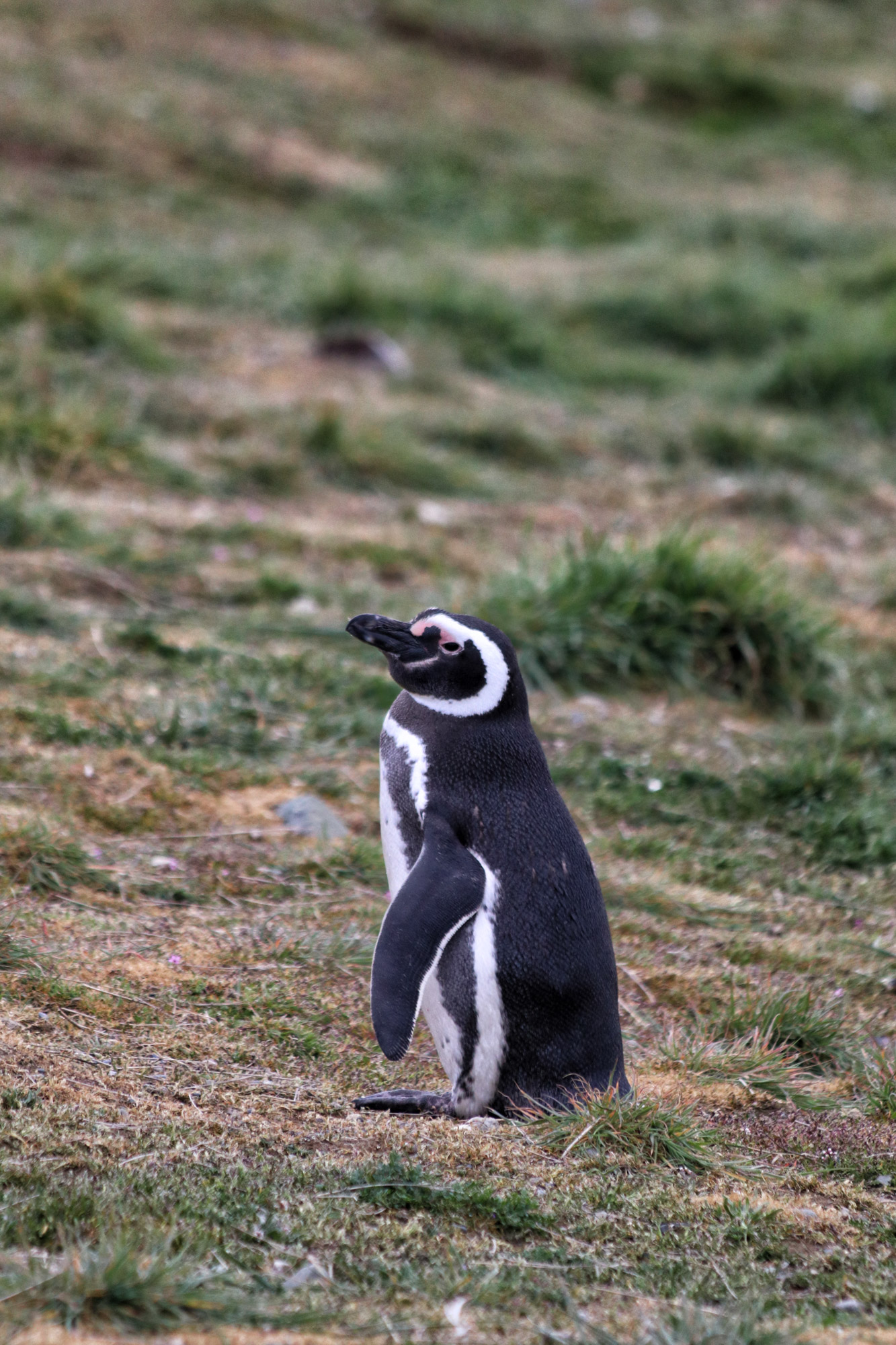 Magelhaenpinguïns spotten op Isla Magdalena - Patagonië