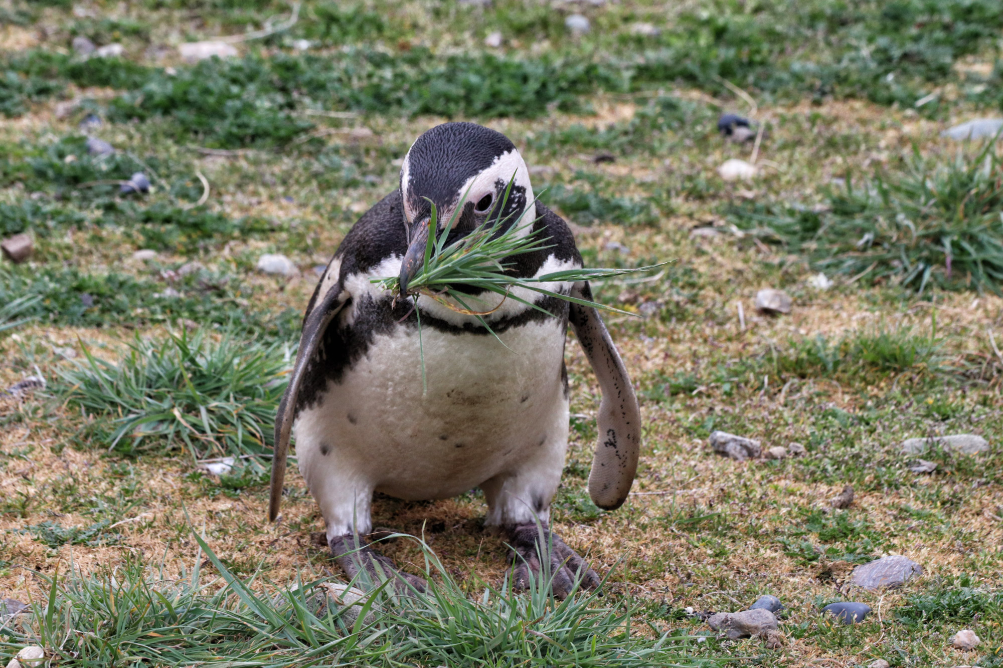 Magelhaenpinguïns spotten op Isla Magdalena - Patagonië