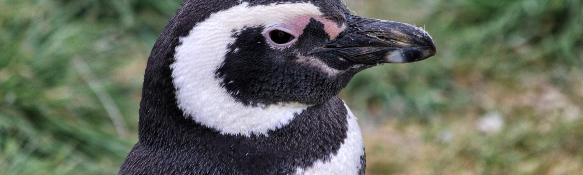 Magelhaenpinguïns spotten op Isla Magdalena - Patagonië