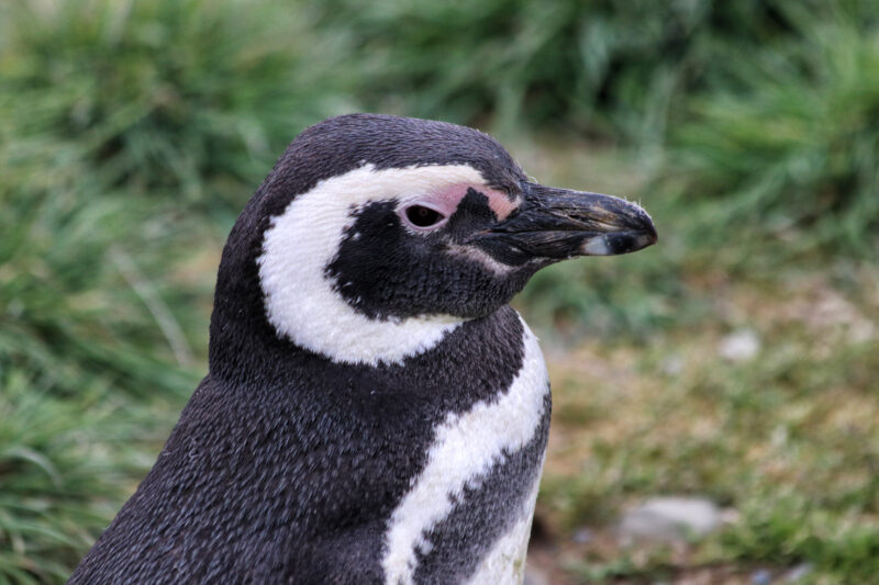 Magelhaenpinguïns spotten op Isla Magdalena - Patagonië