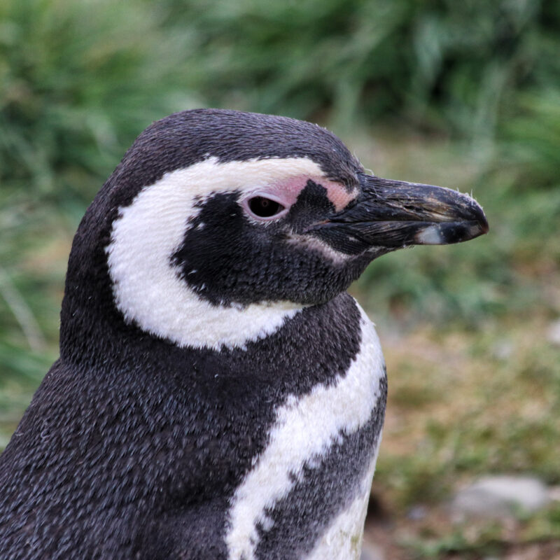 Magelhaenpinguïns spotten op Isla Magdalena - Patagonië