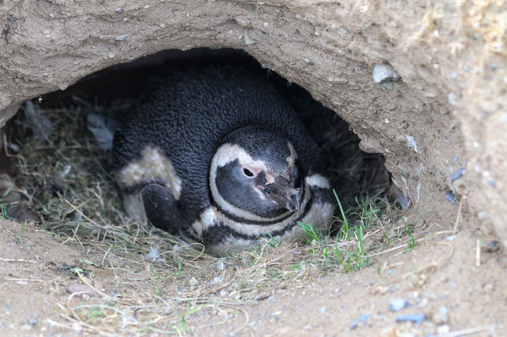 Magelhaenpinguïns spotten op Isla Magdalena - Patagonië