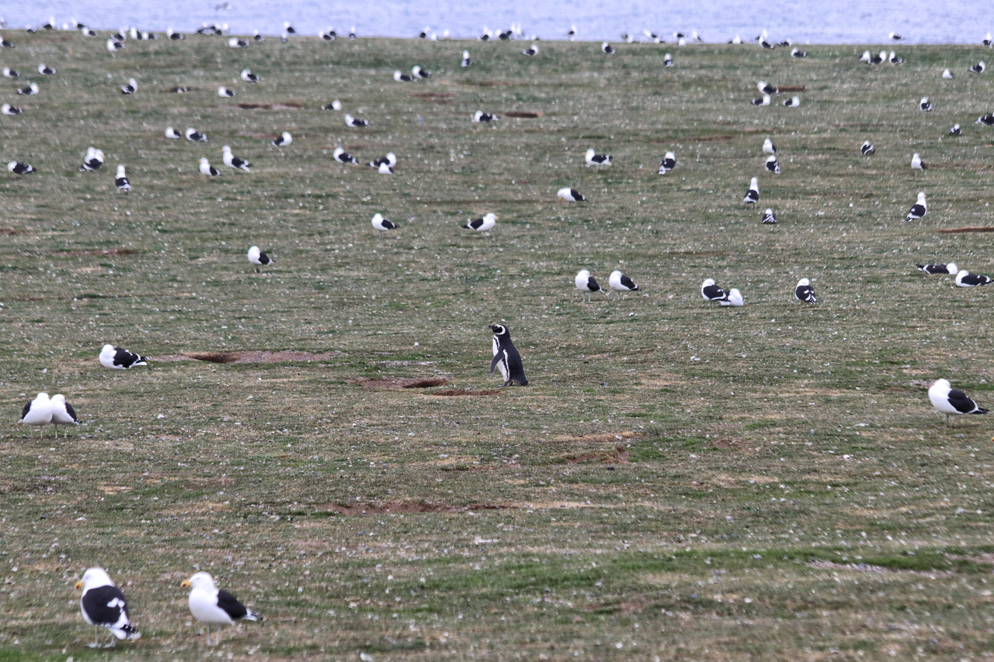 Magelhaenpinguïns spotten op Isla Magdalena - Patagonië