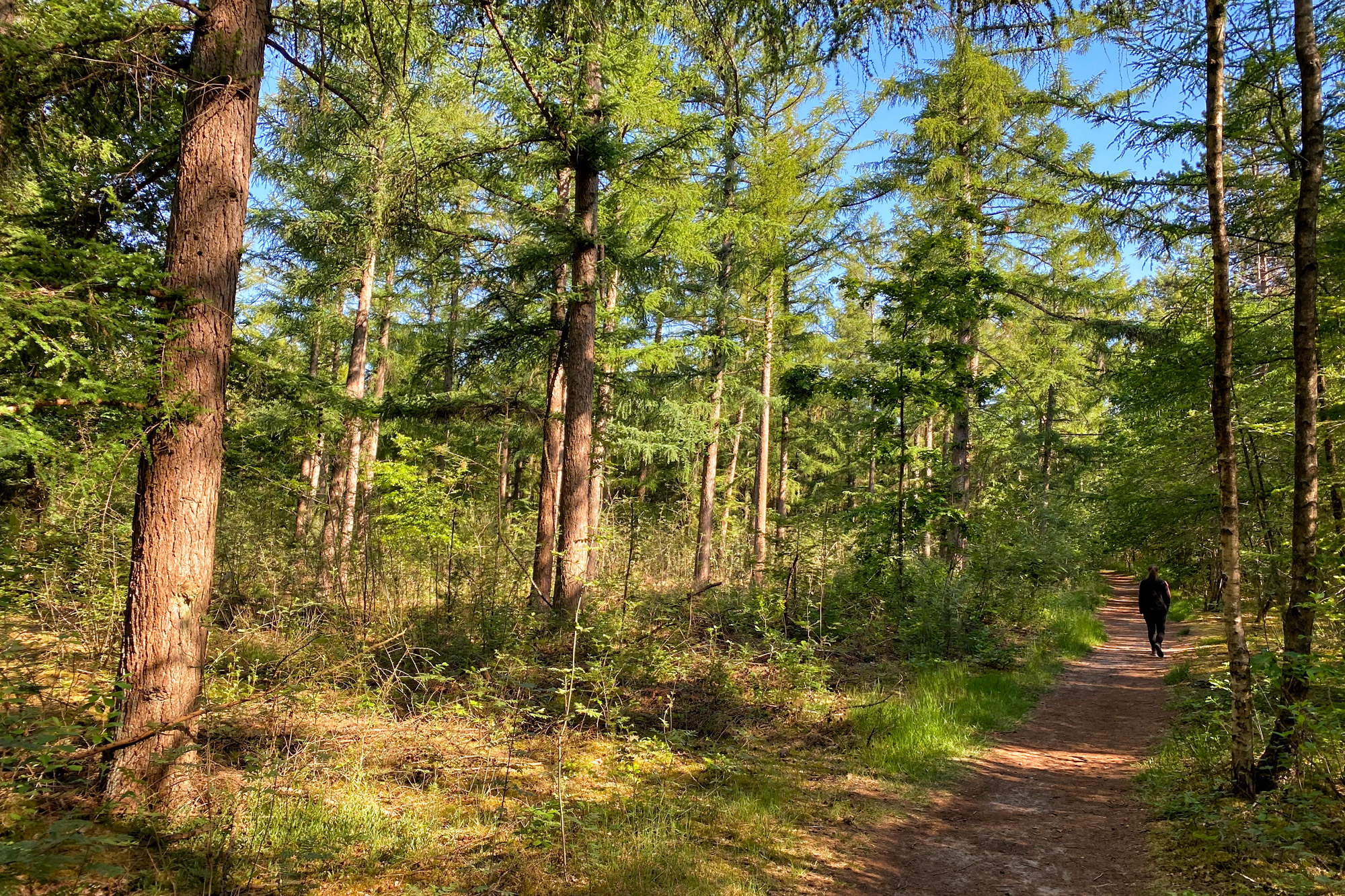 Reisverslag Weerribben-Wieden - Boswachterij Staphorst