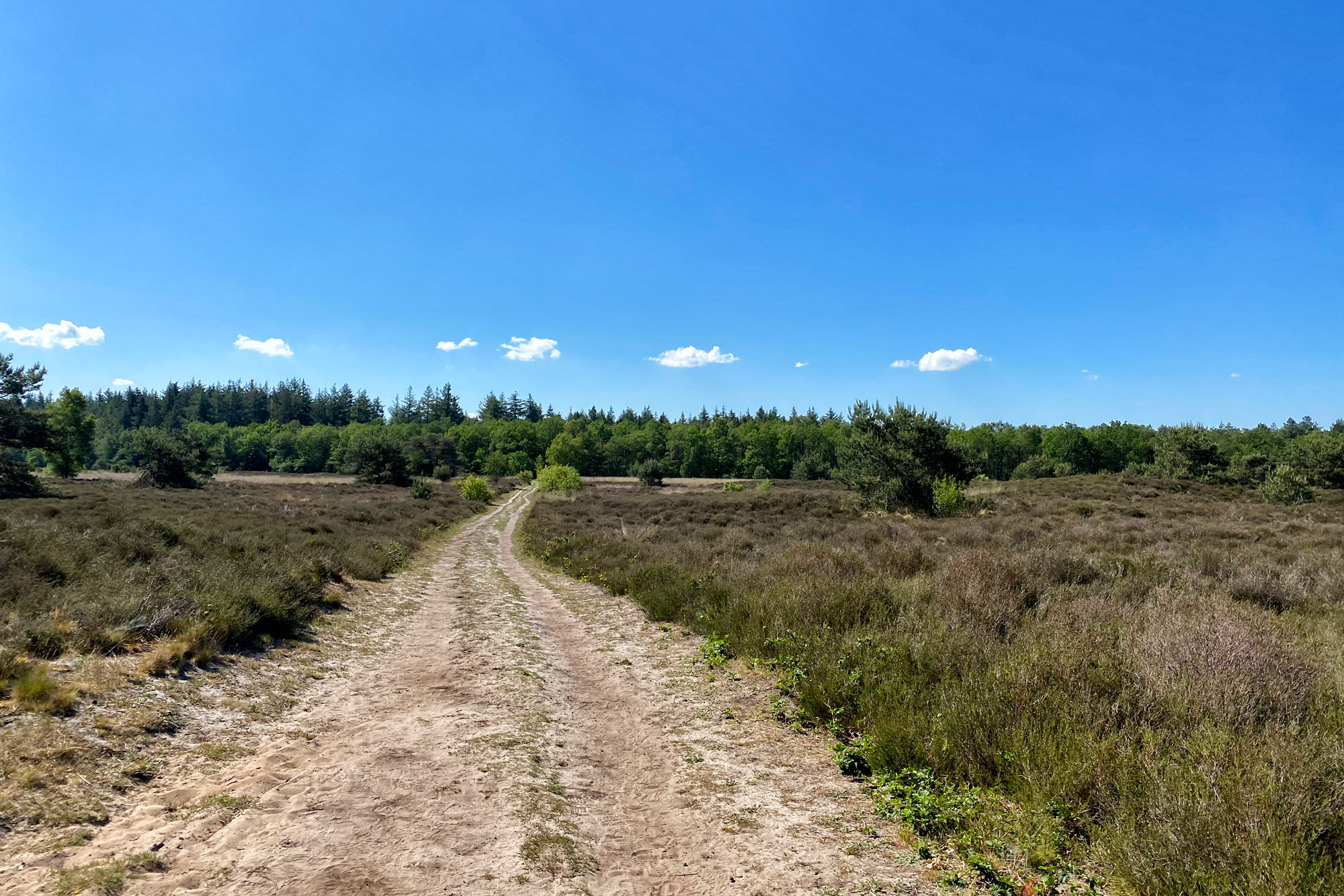 Reisverslag Weerribben-Wieden - Boswachterij Staphorst