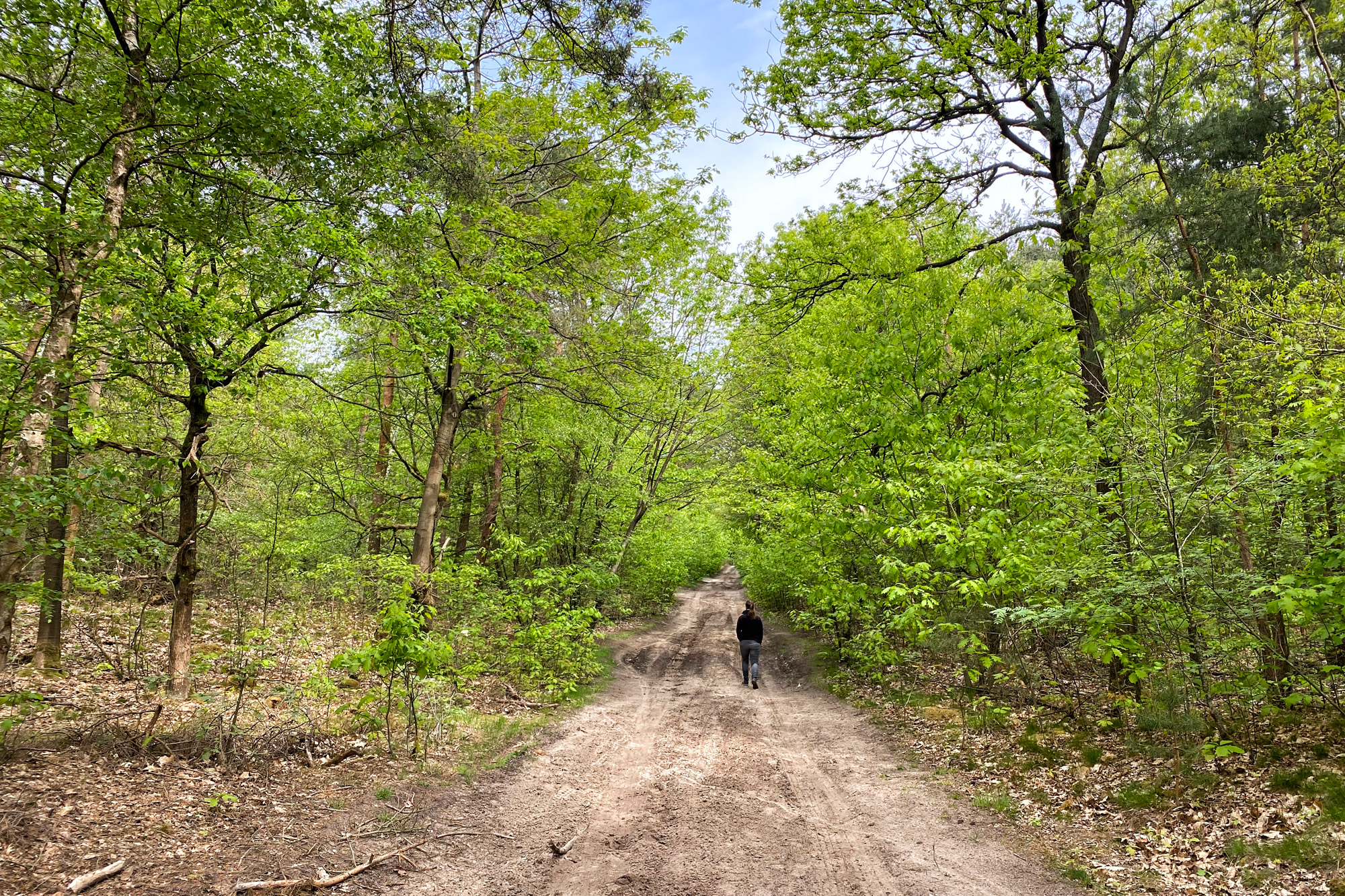 Wandeling: Oirschotse Heide