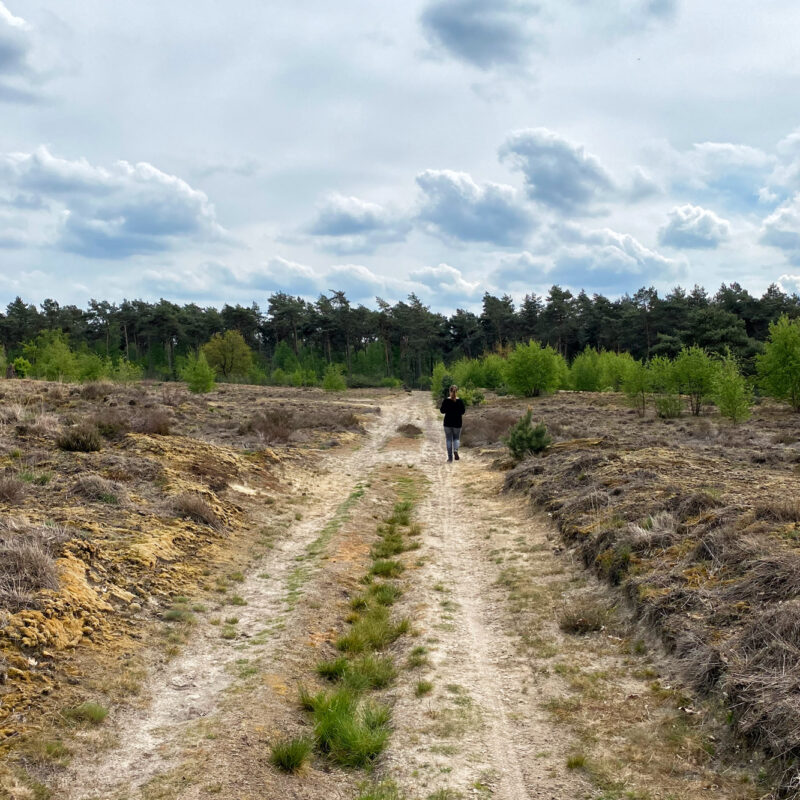 Wandeling: Oirschotse Heide