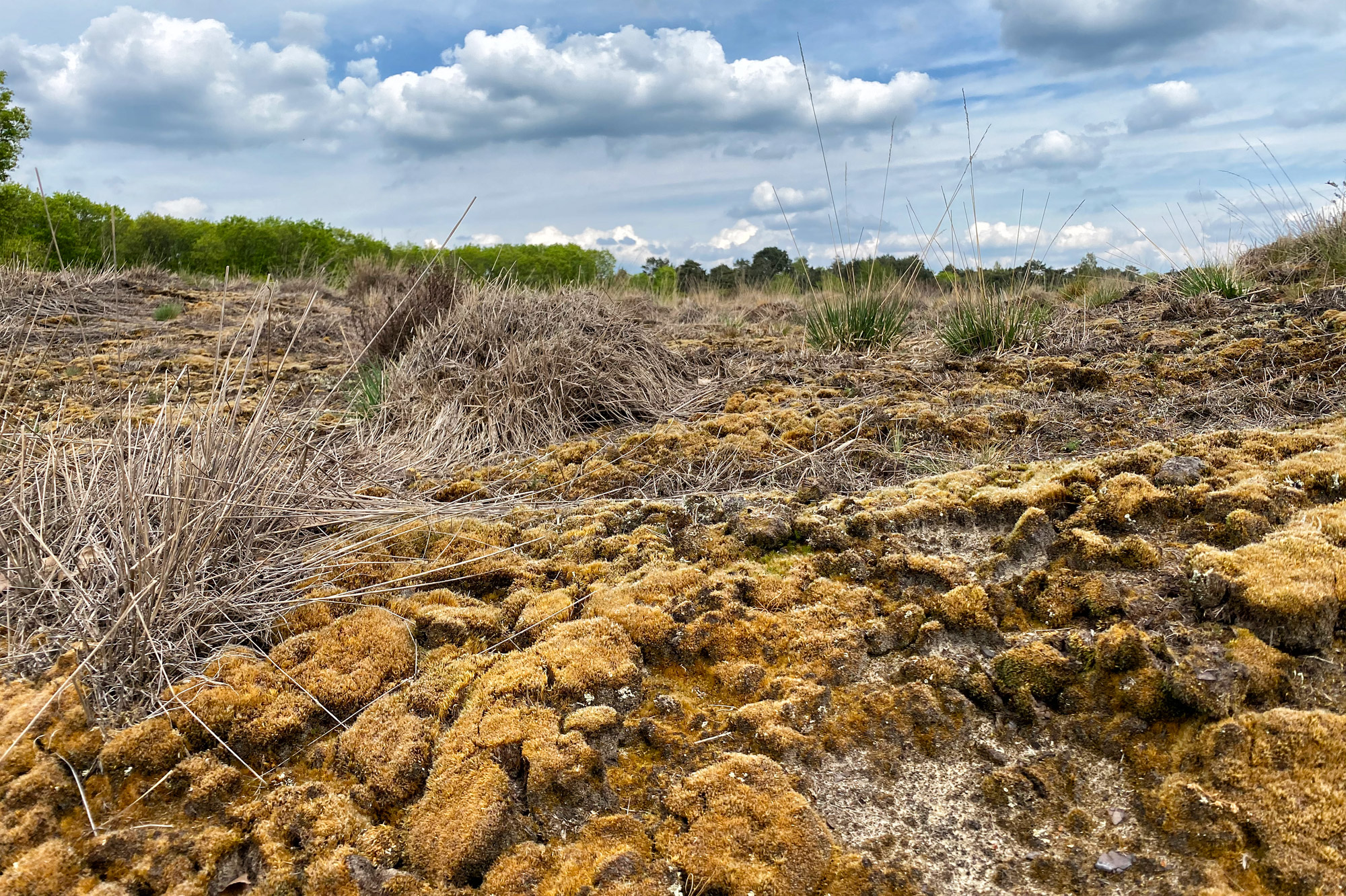 Wandeling: Oirschotse Heide