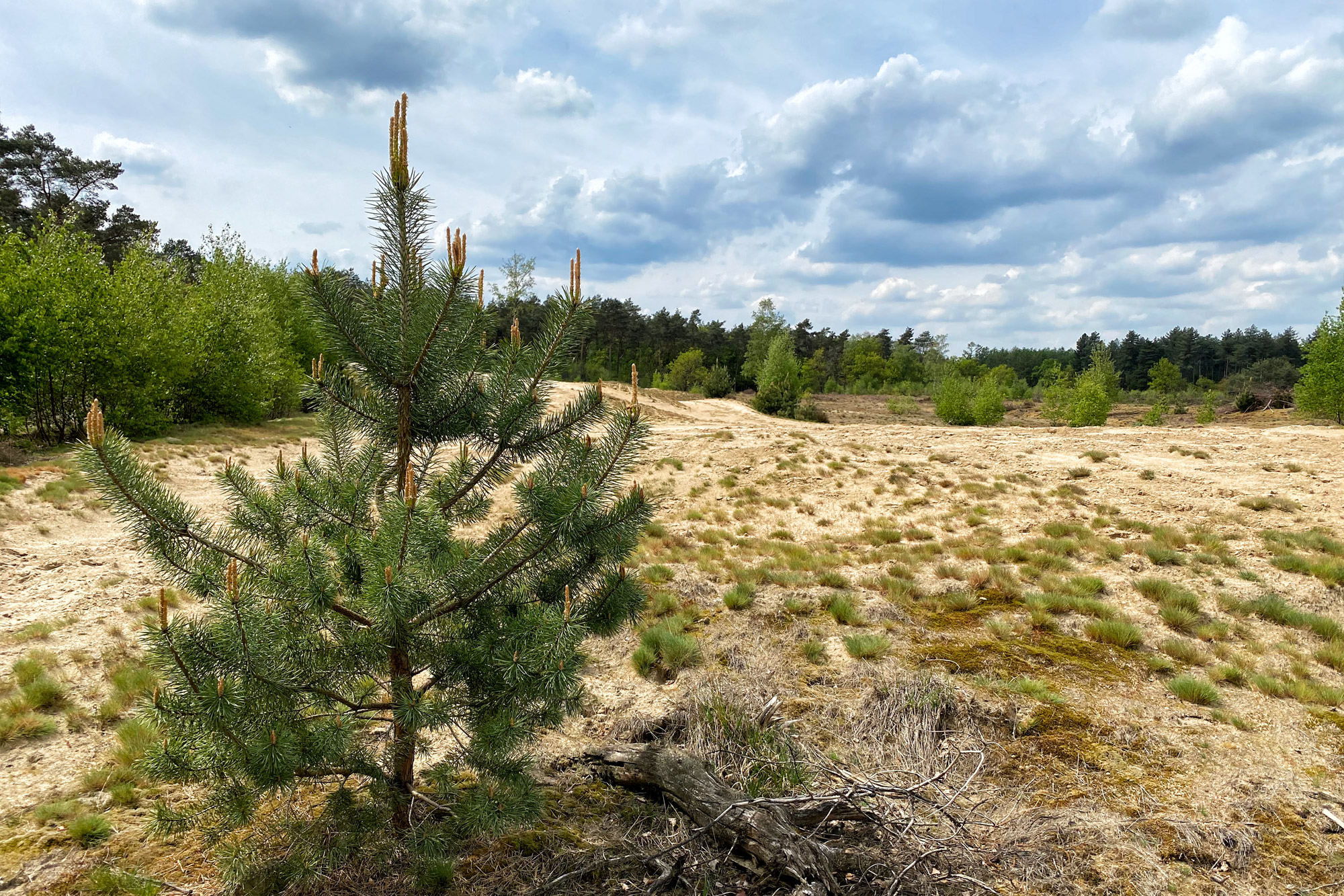 Wandeling: Oirschotse Heide