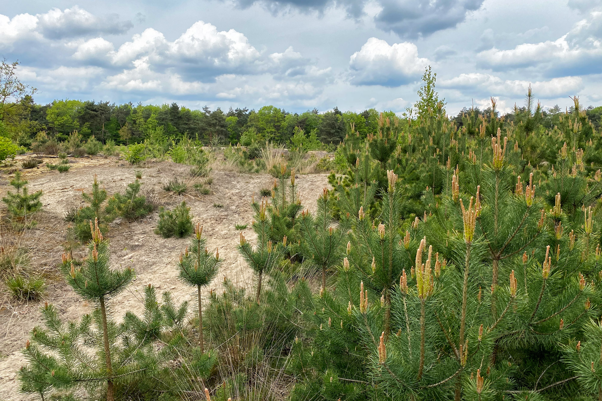 Wandeling: Oirschotse Heide