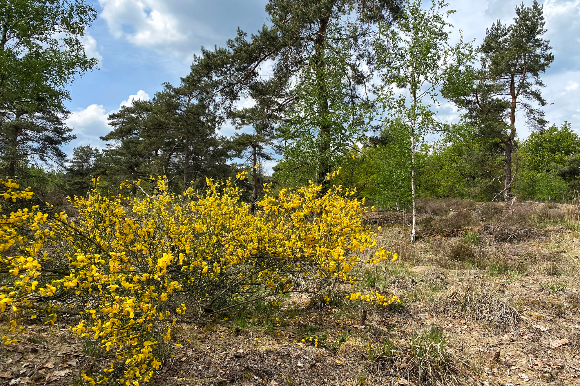 Wandeling: Oirschotse Heide