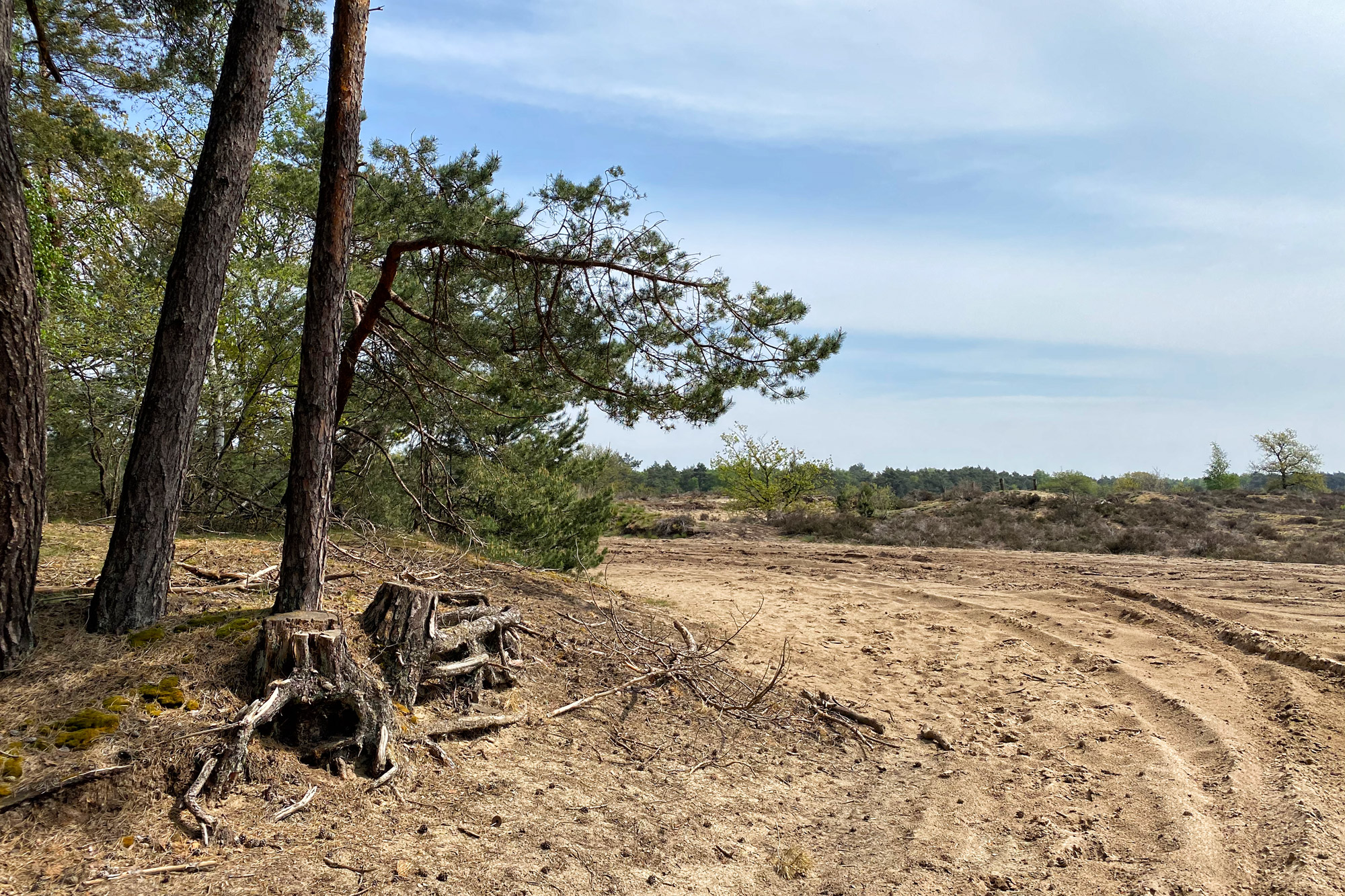 Wandeling: Oirschotse Heide