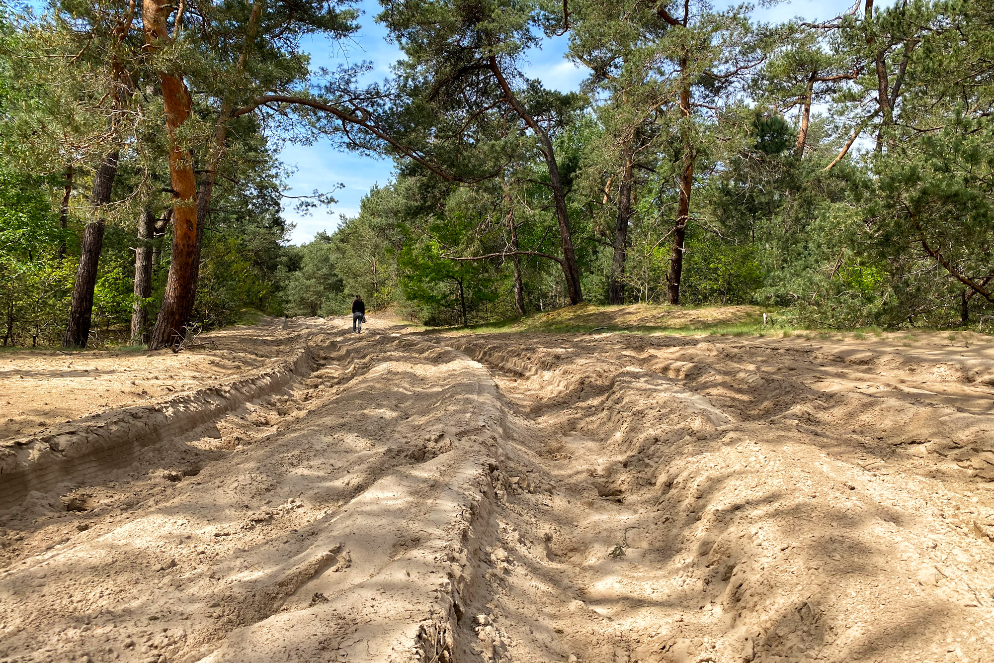 Wandeling: Oirschotse Heide