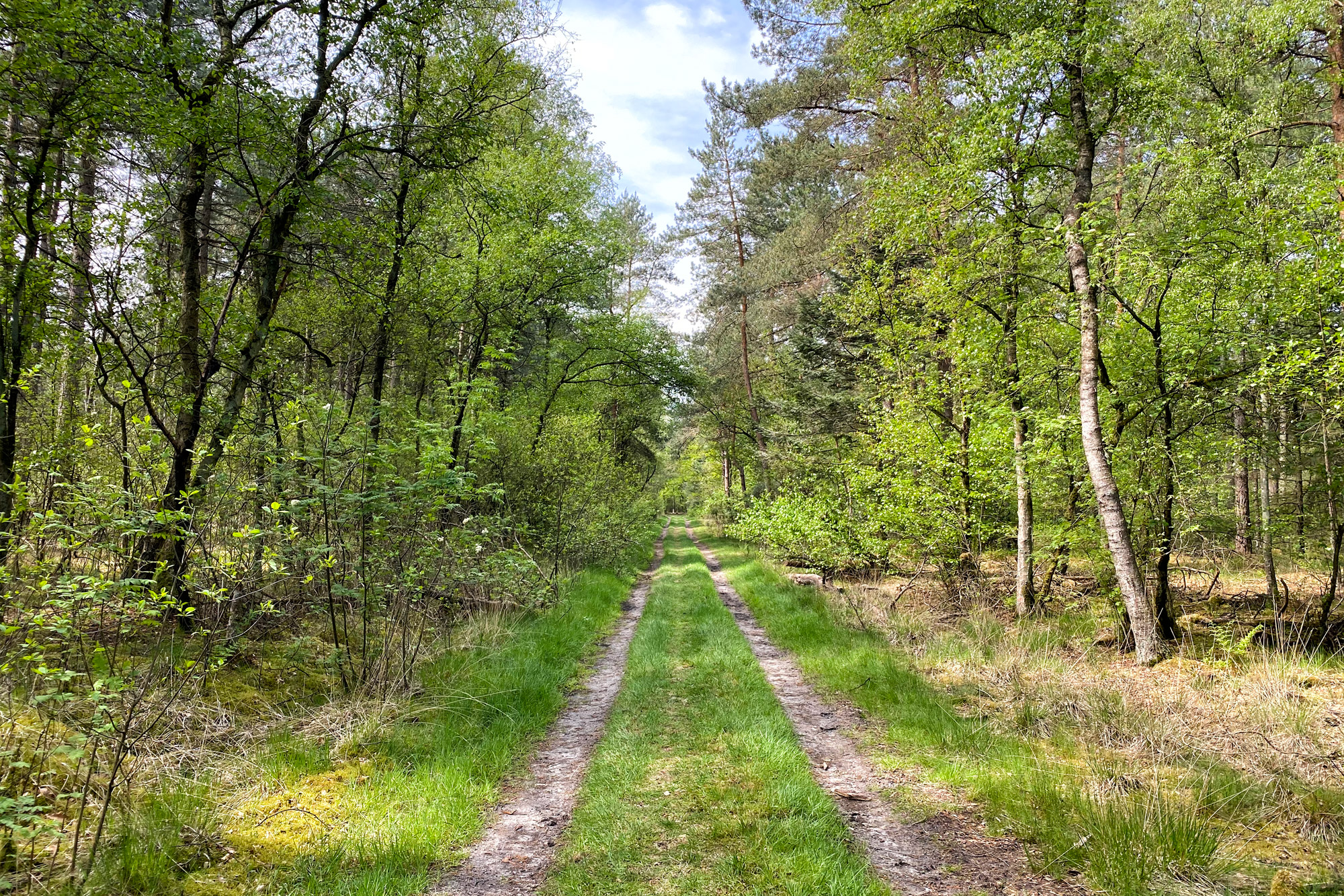 Wandeling: Oirschotse Heide