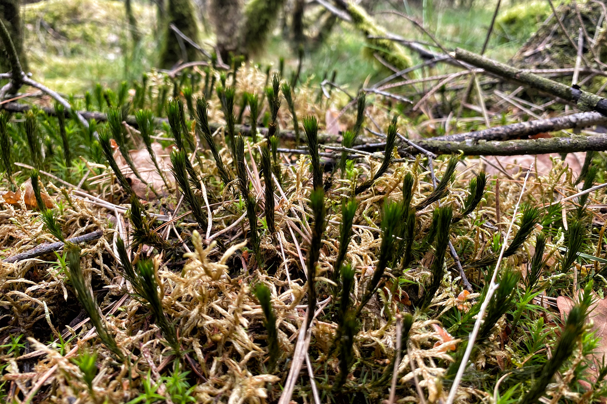 Wandeling: Oirschotse Heide