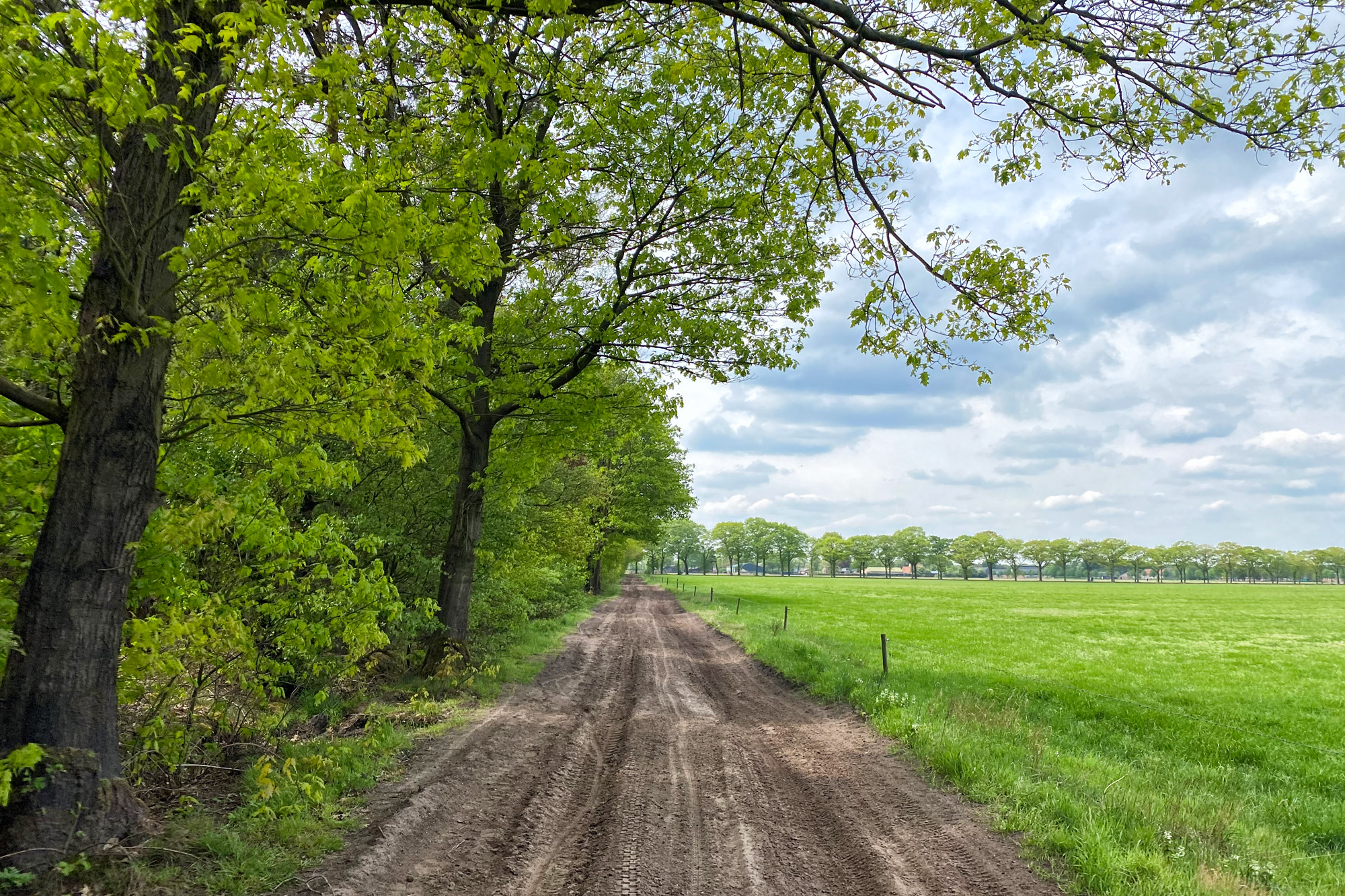 Wandeling: Oirschotse Heide