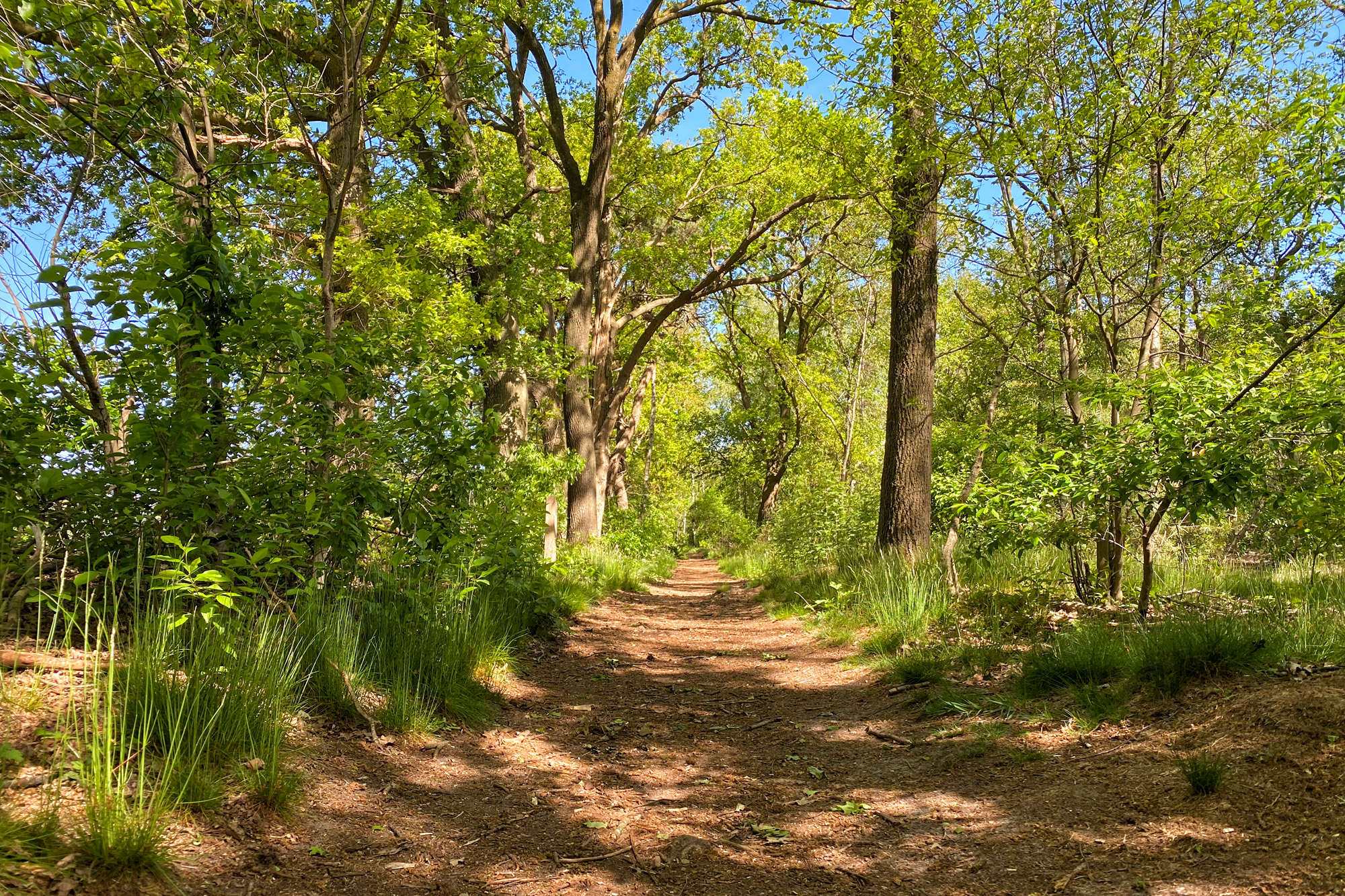 Wandeling: Schadijkse Bossen