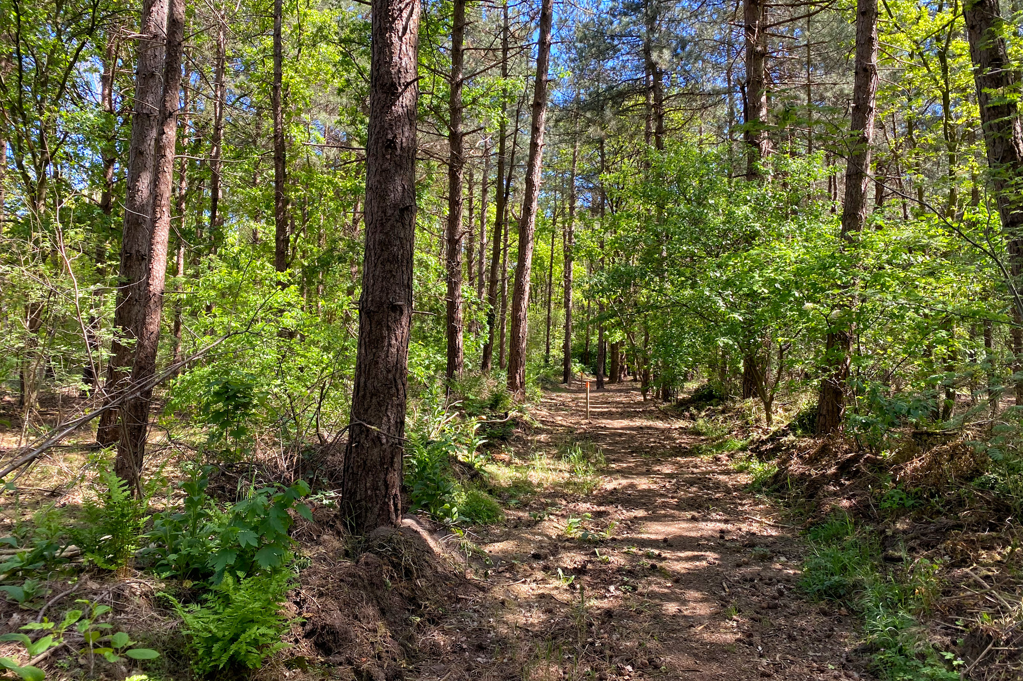 Wandeling: Schadijkse Bossen