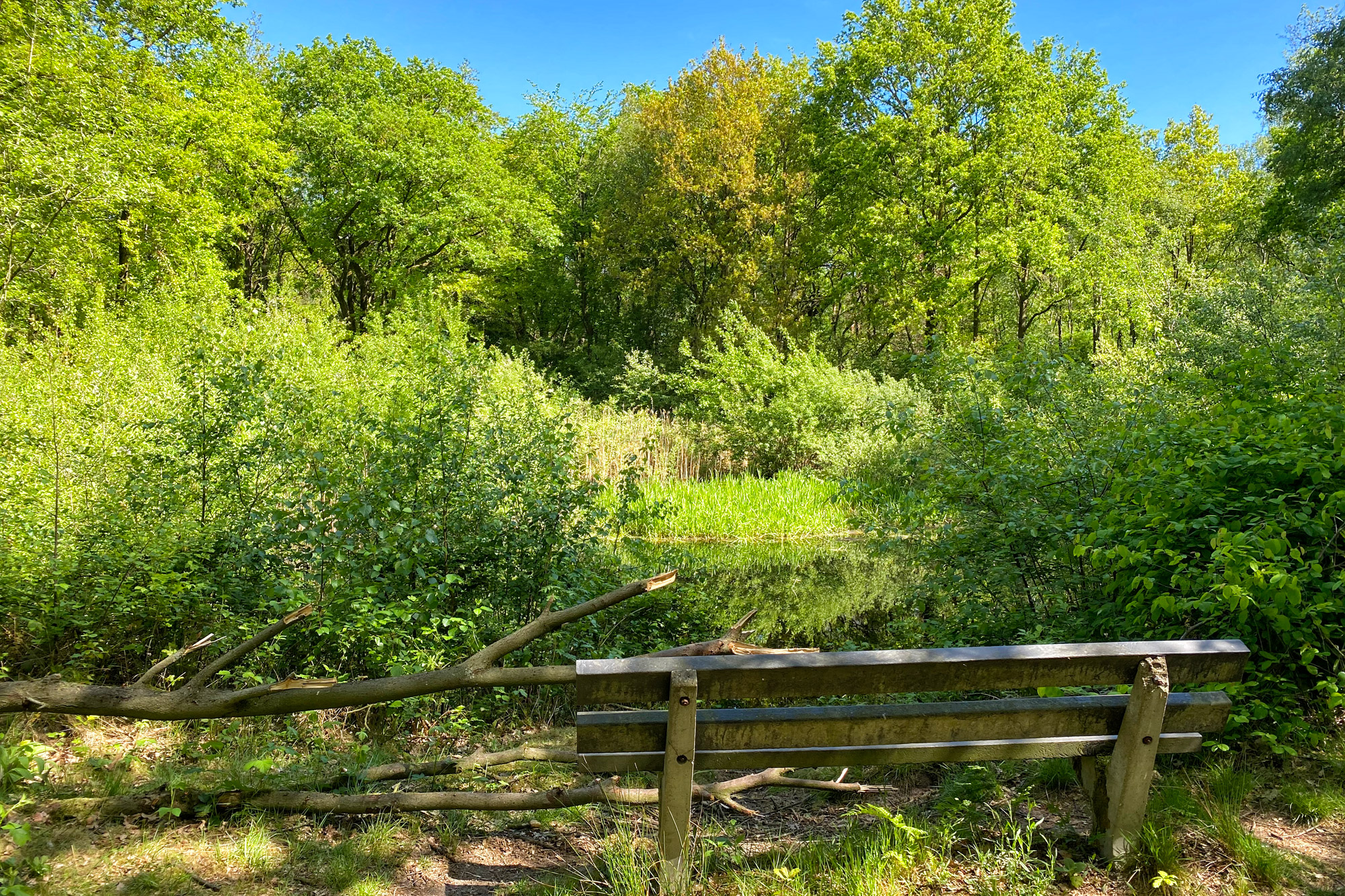 Wandeling: Schadijkse Bossen