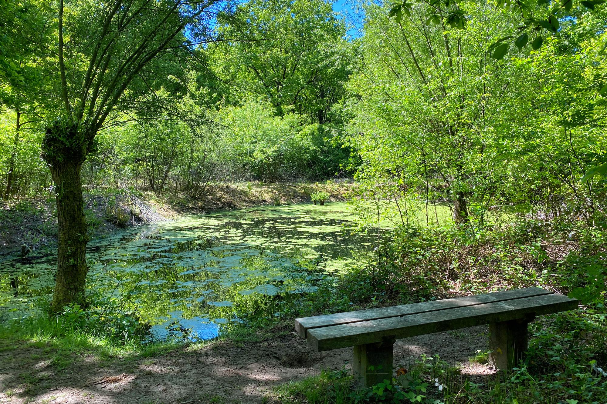 Wandeling: Schadijkse Bossen