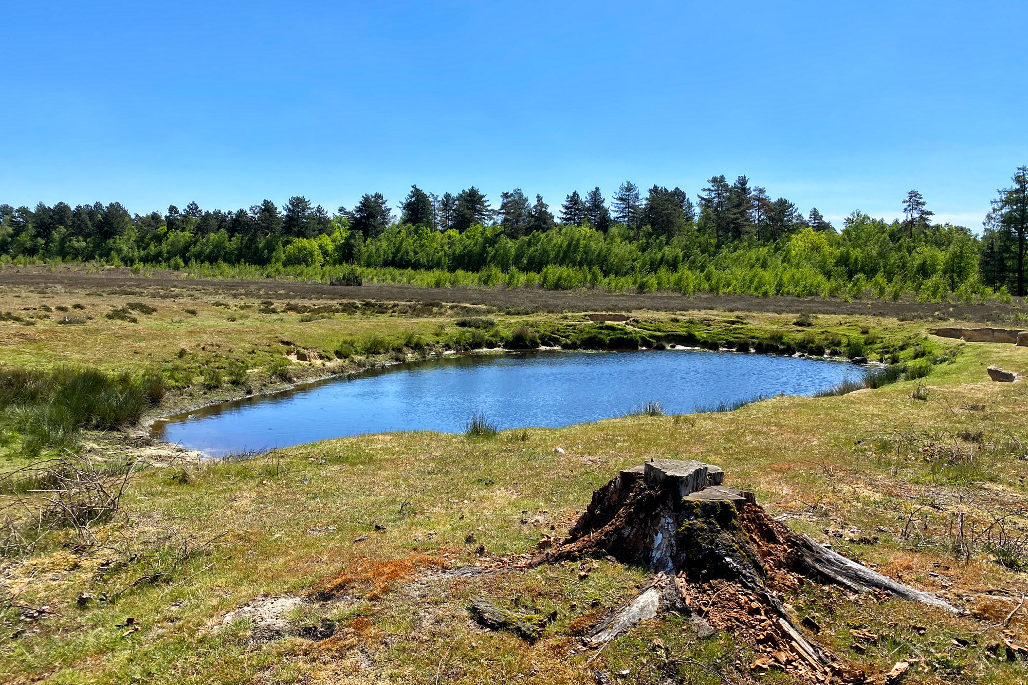 Wandeling: Schadijkse Bossen