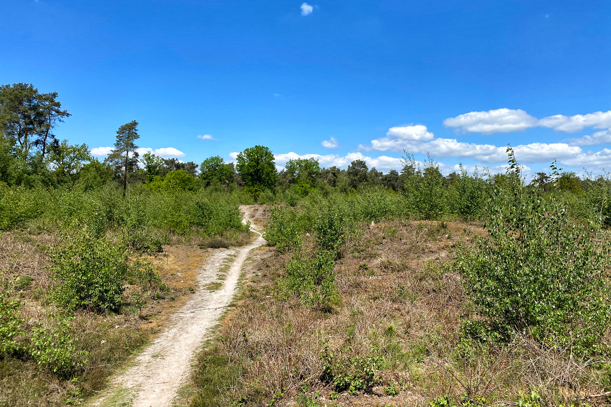 Wandeling: Schadijkse Bossen