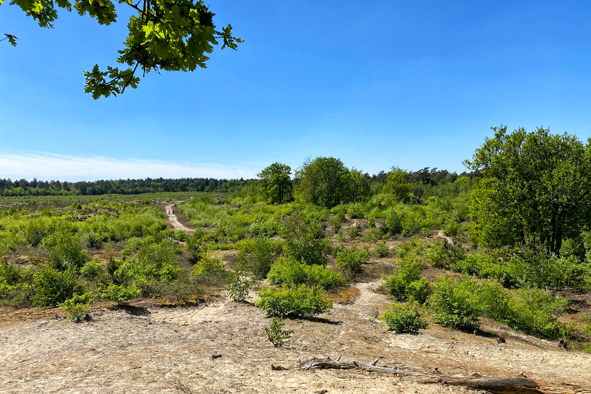 Wandeling: Schadijkse Bossen