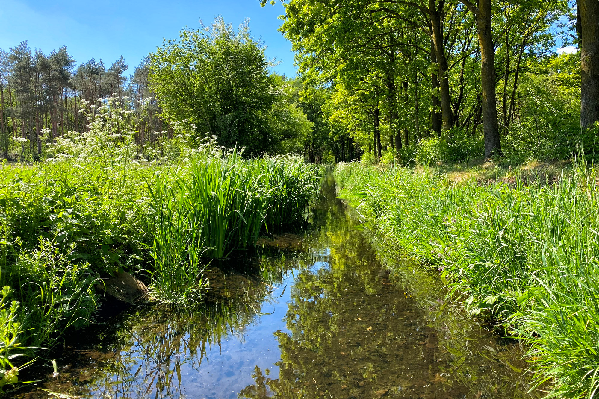 Wandeling: Schadijkse Bossen