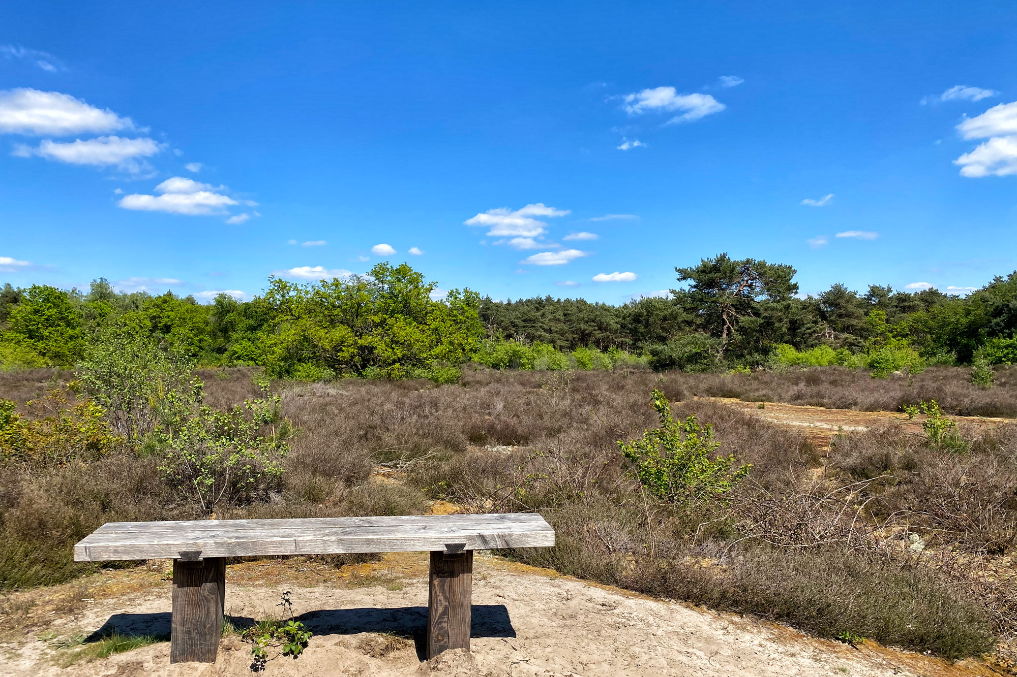 Wandeling: Schadijkse Bossen