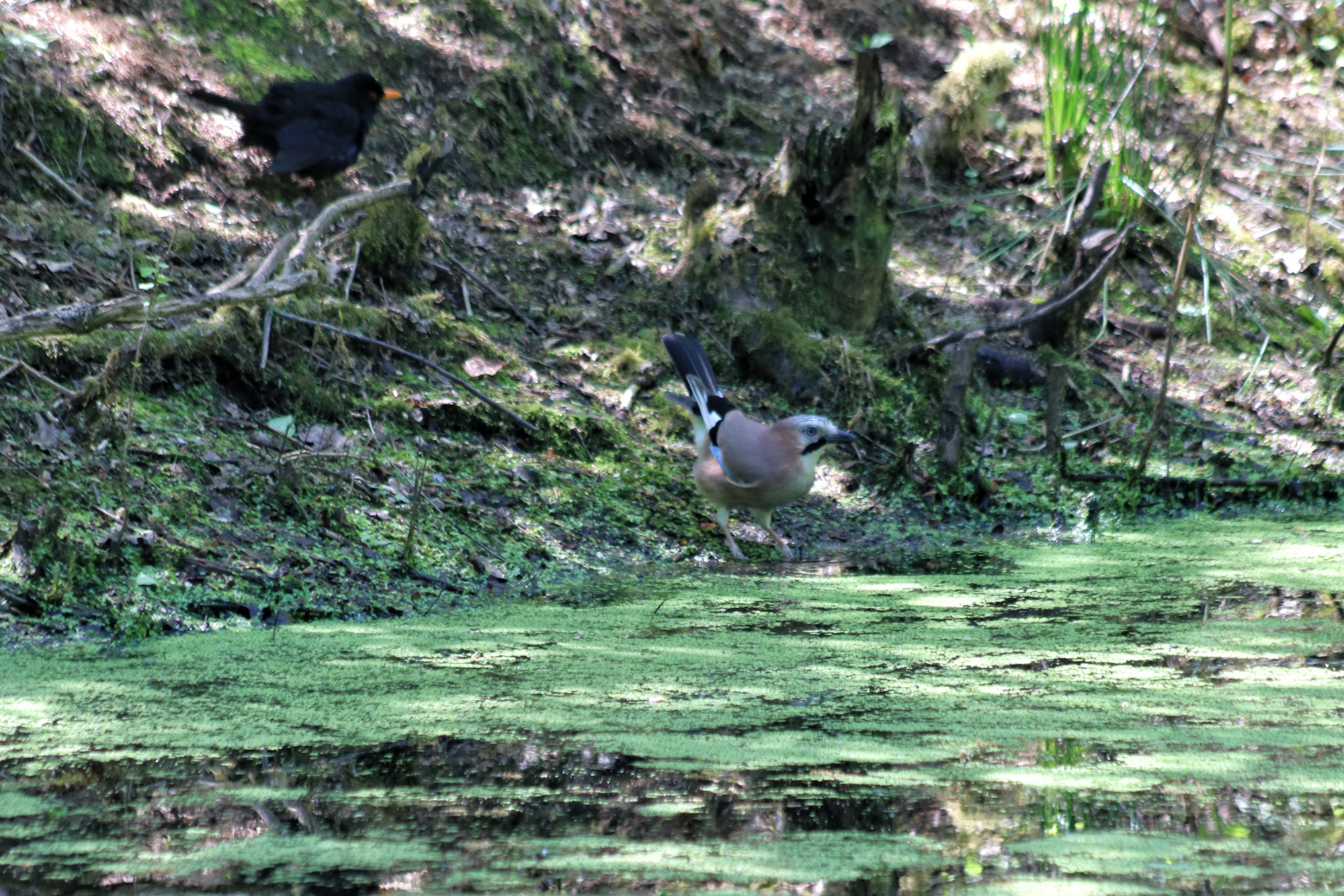 Wandeling: Schadijkse Bossen