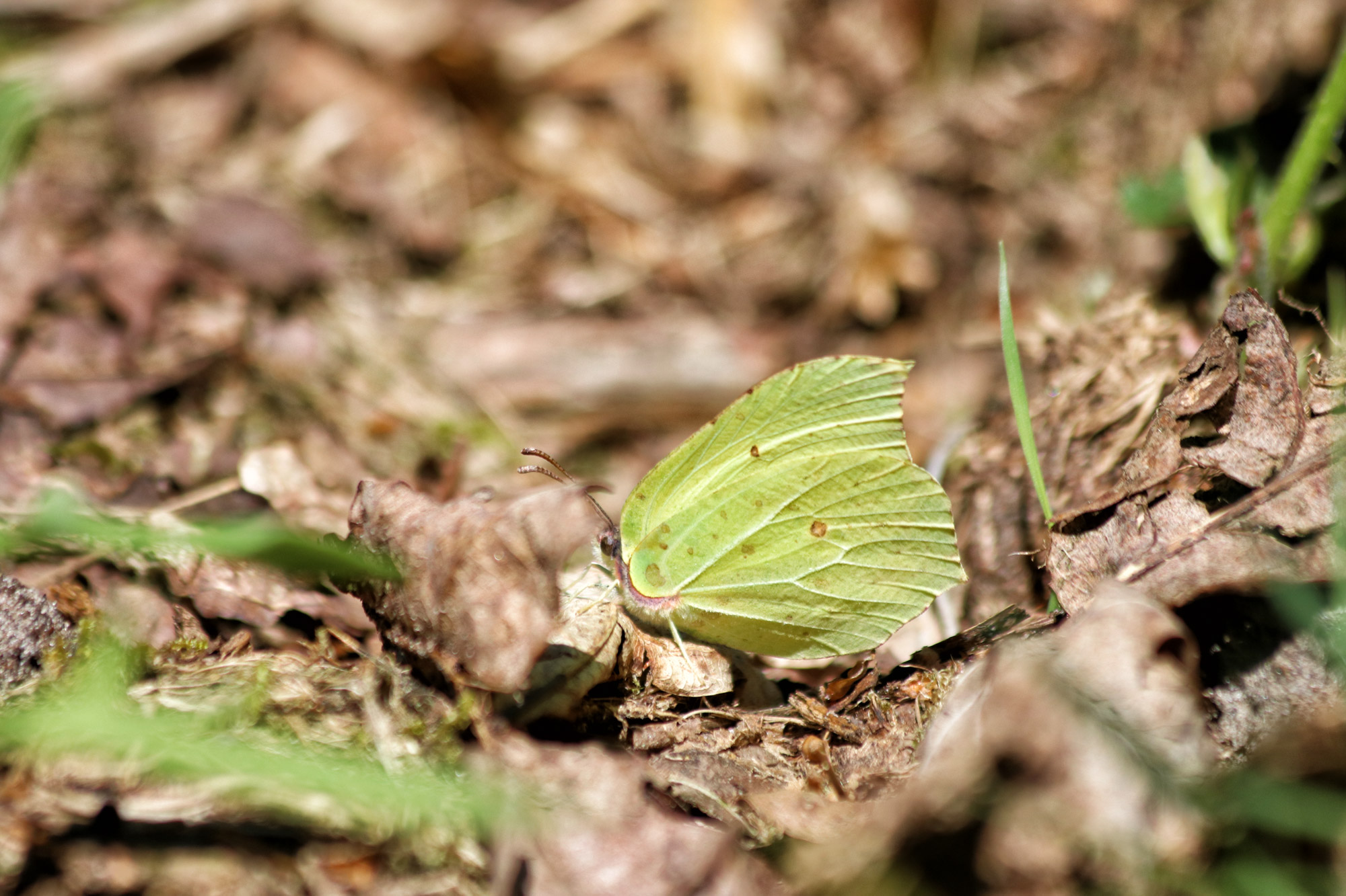 Wandeling: Schadijkse Bossen