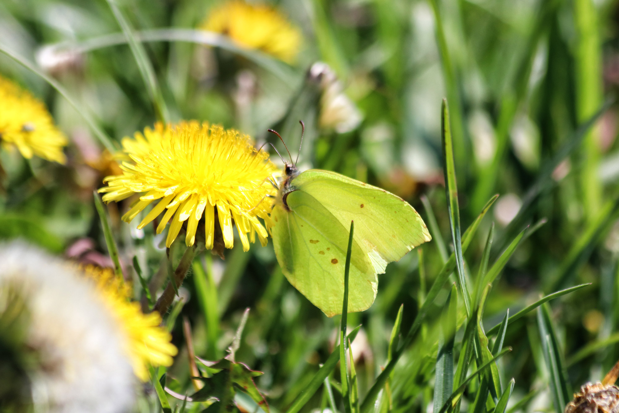 Wandeling: Schadijkse Bossen