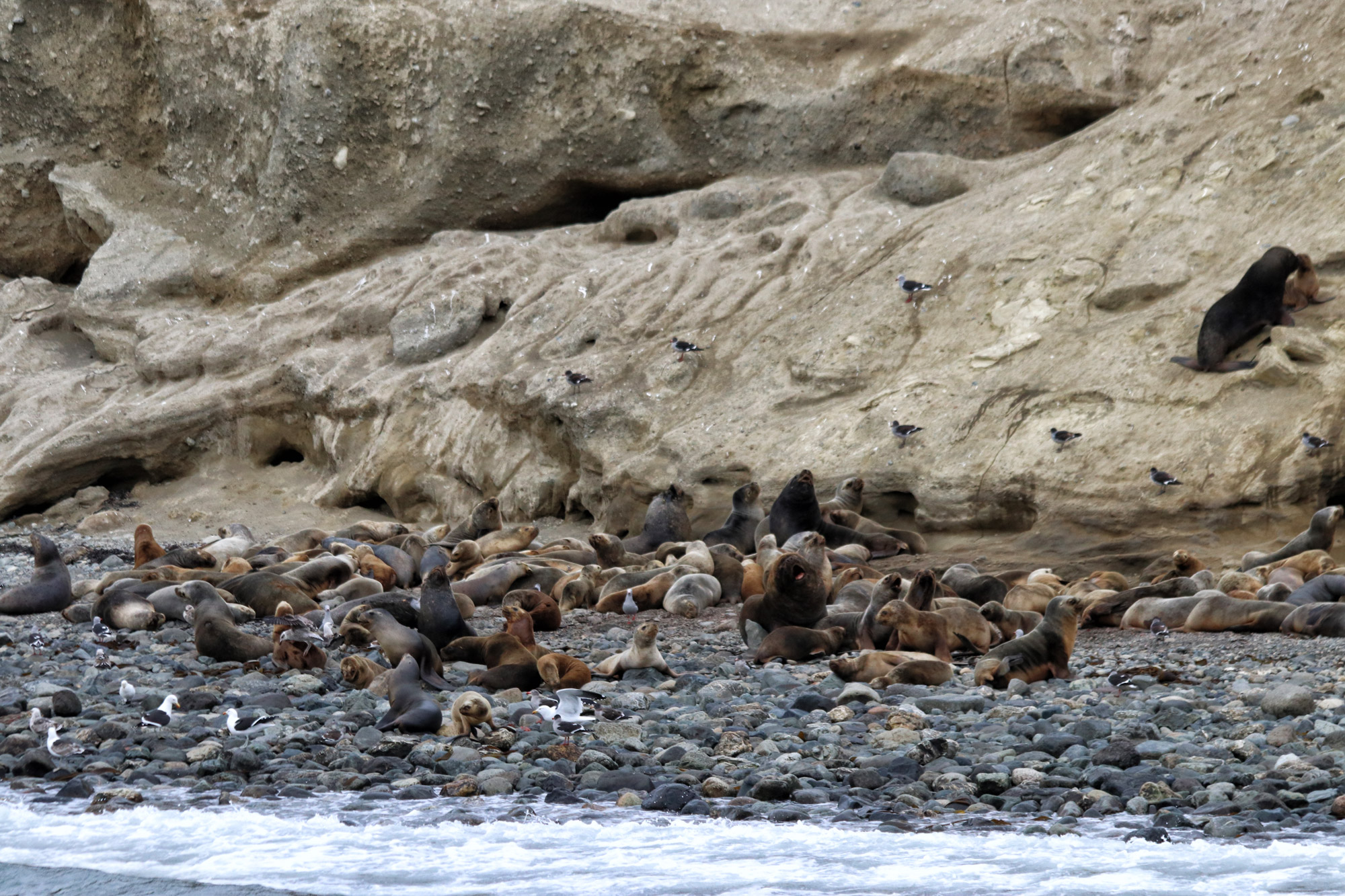 Magelhaenpinguïns spotten op Isla Magdalena - Patagonië