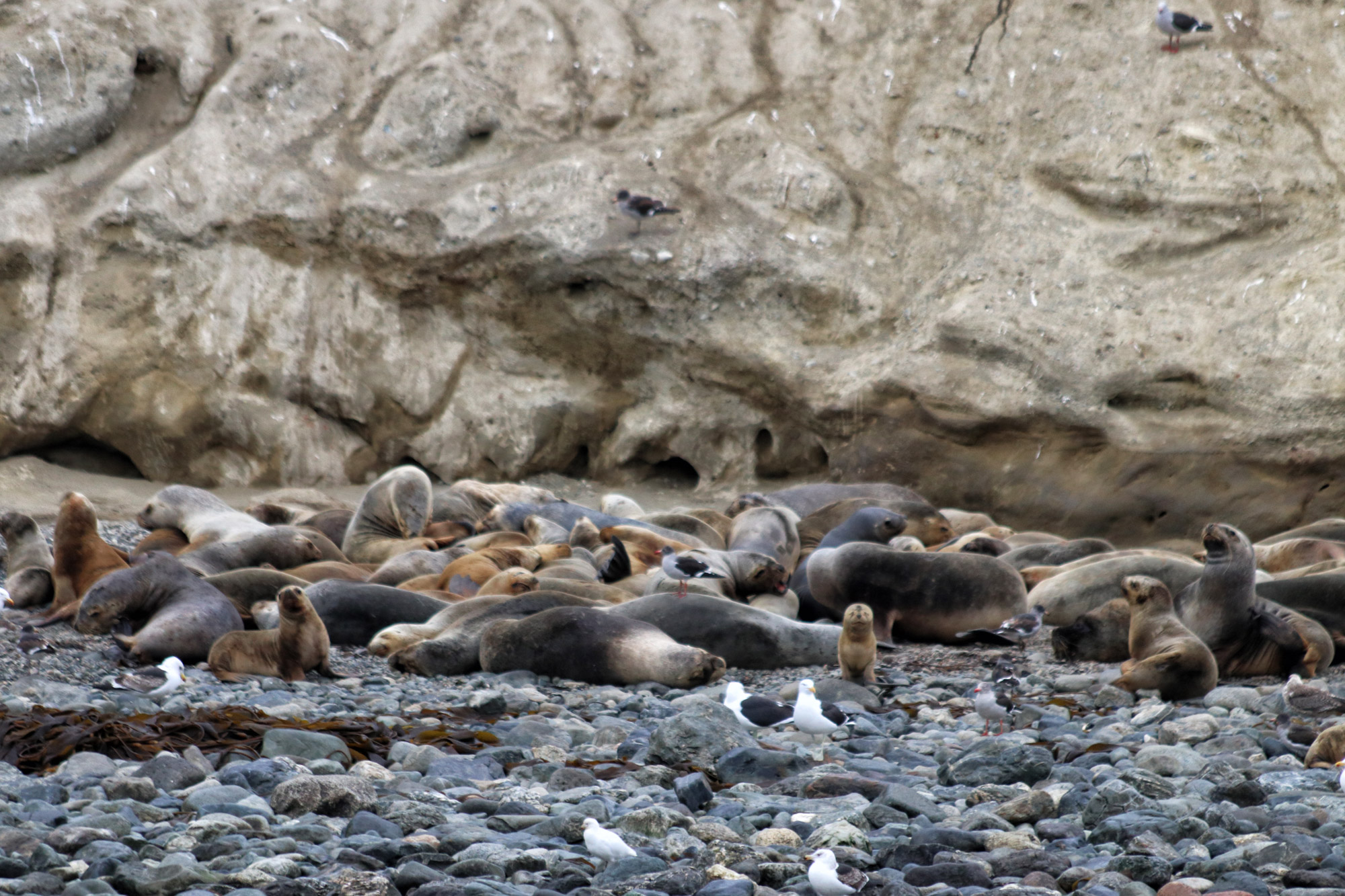 Magelhaenpinguïns spotten op Isla Magdalena - Patagonië