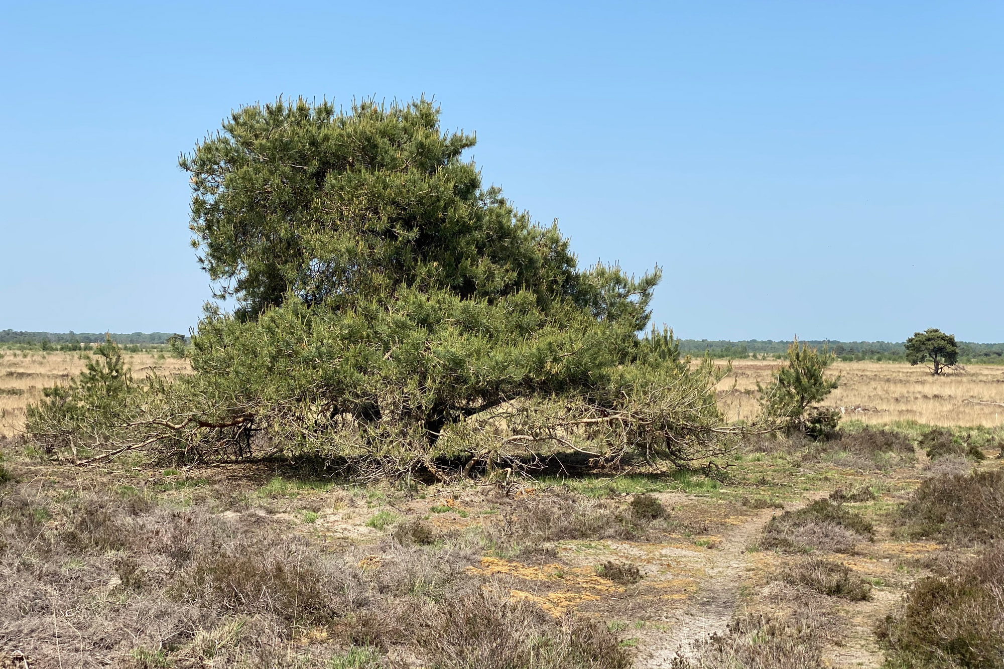 Wandelen: Vossenberg route