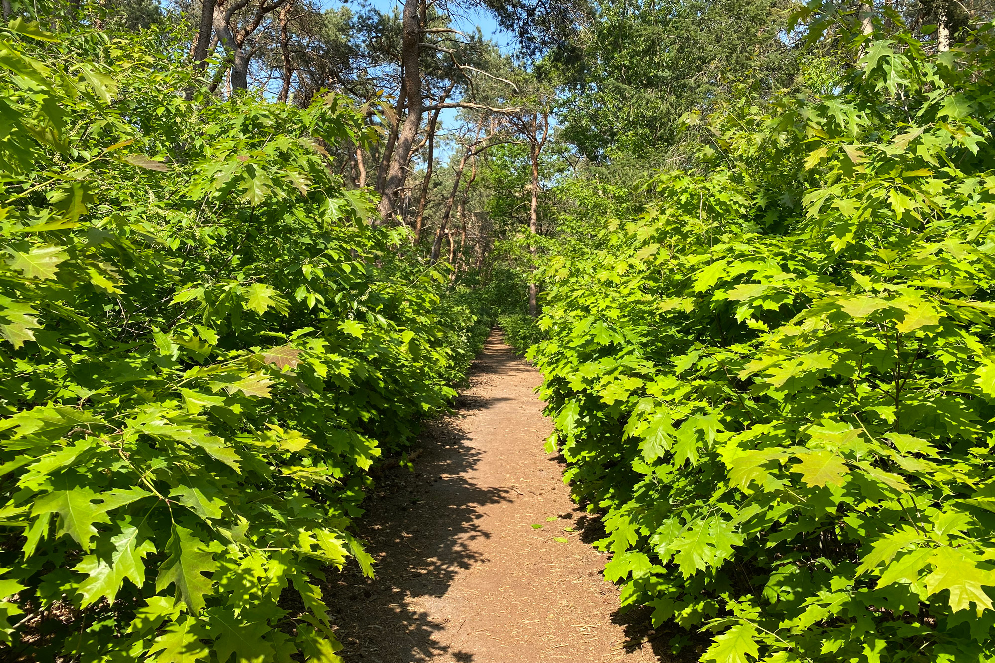 Wandelen: Vossenberg route