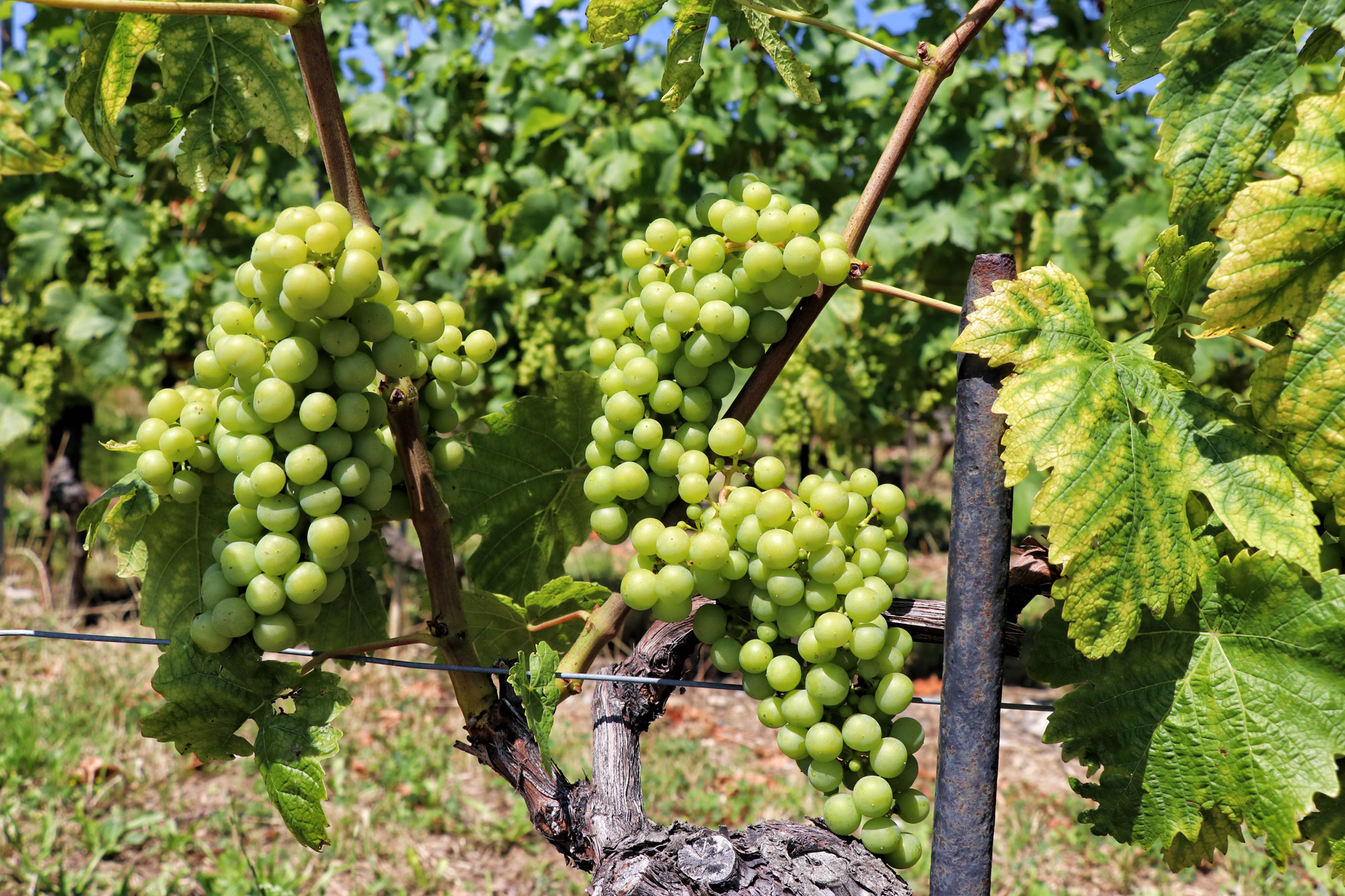 Wijngaarden van Lavaux - Zwitserland