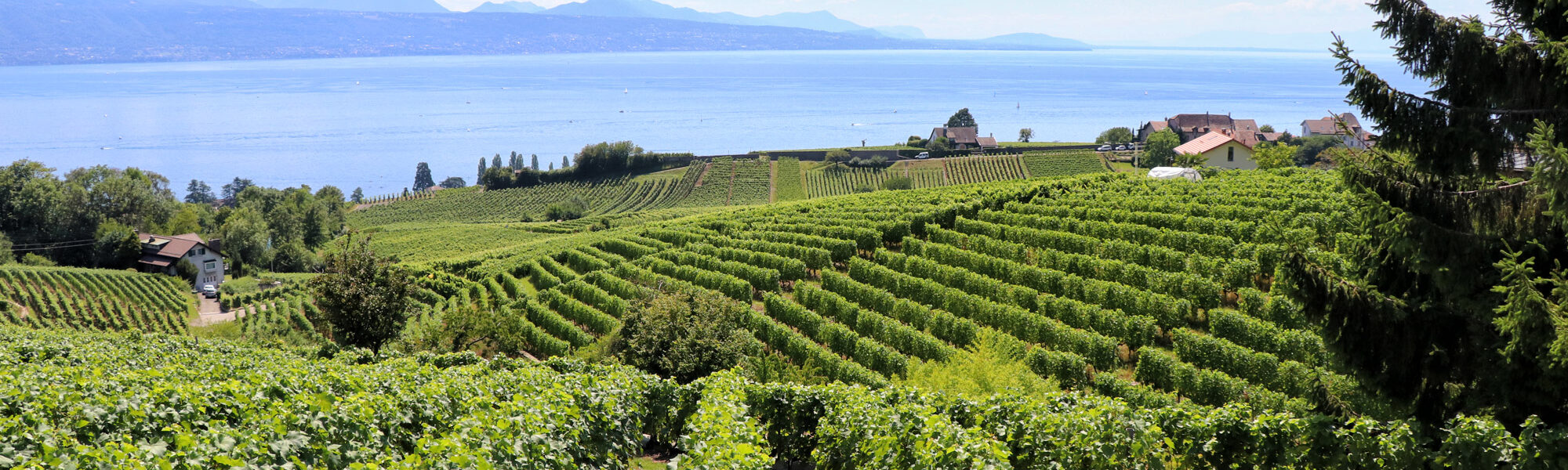 Wijngaarden van Lavaux - Zwitserland