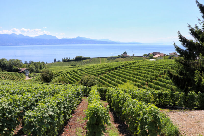Wijngaarden van Lavaux - Zwitserland