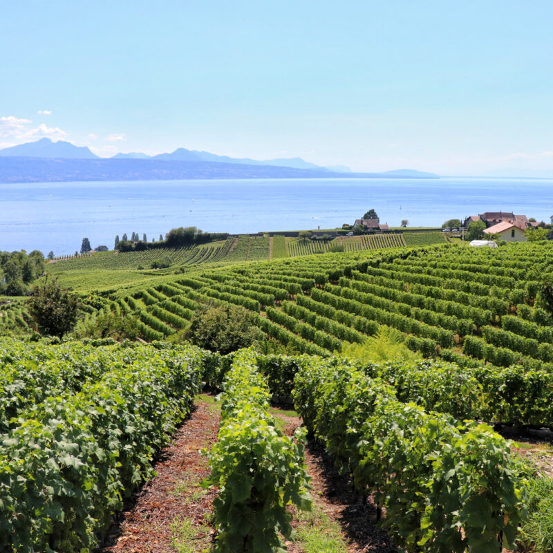 De Wijngaardterrassen van Lavaux