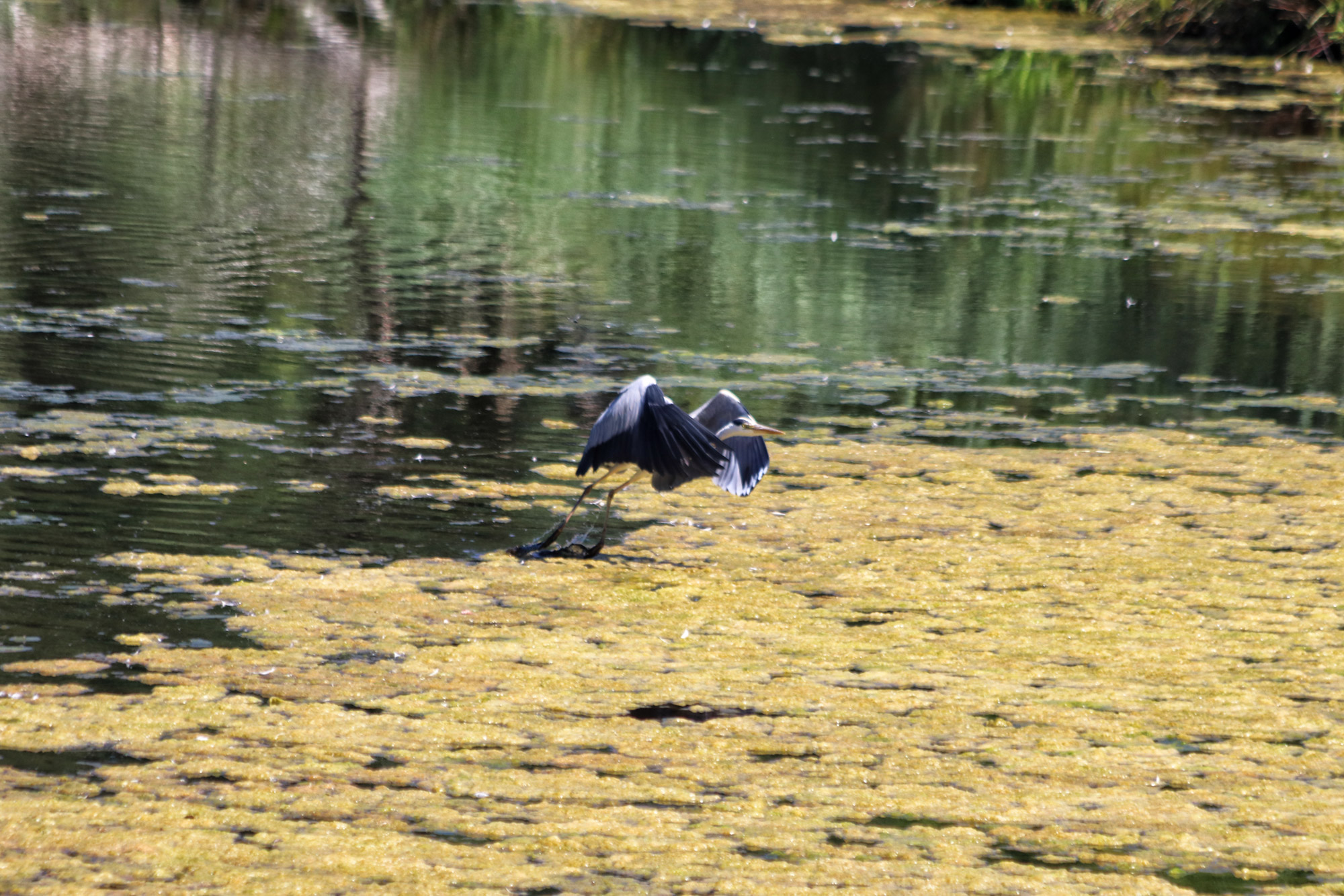 Wandeling: Rondje om de Krickenbecker Seen