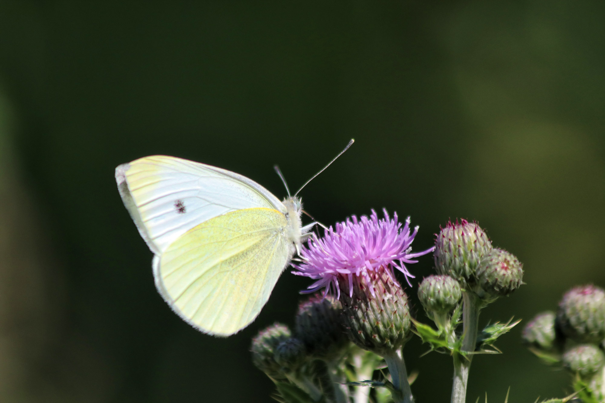 Wandeling: Rondje om de Krickenbecker Seen