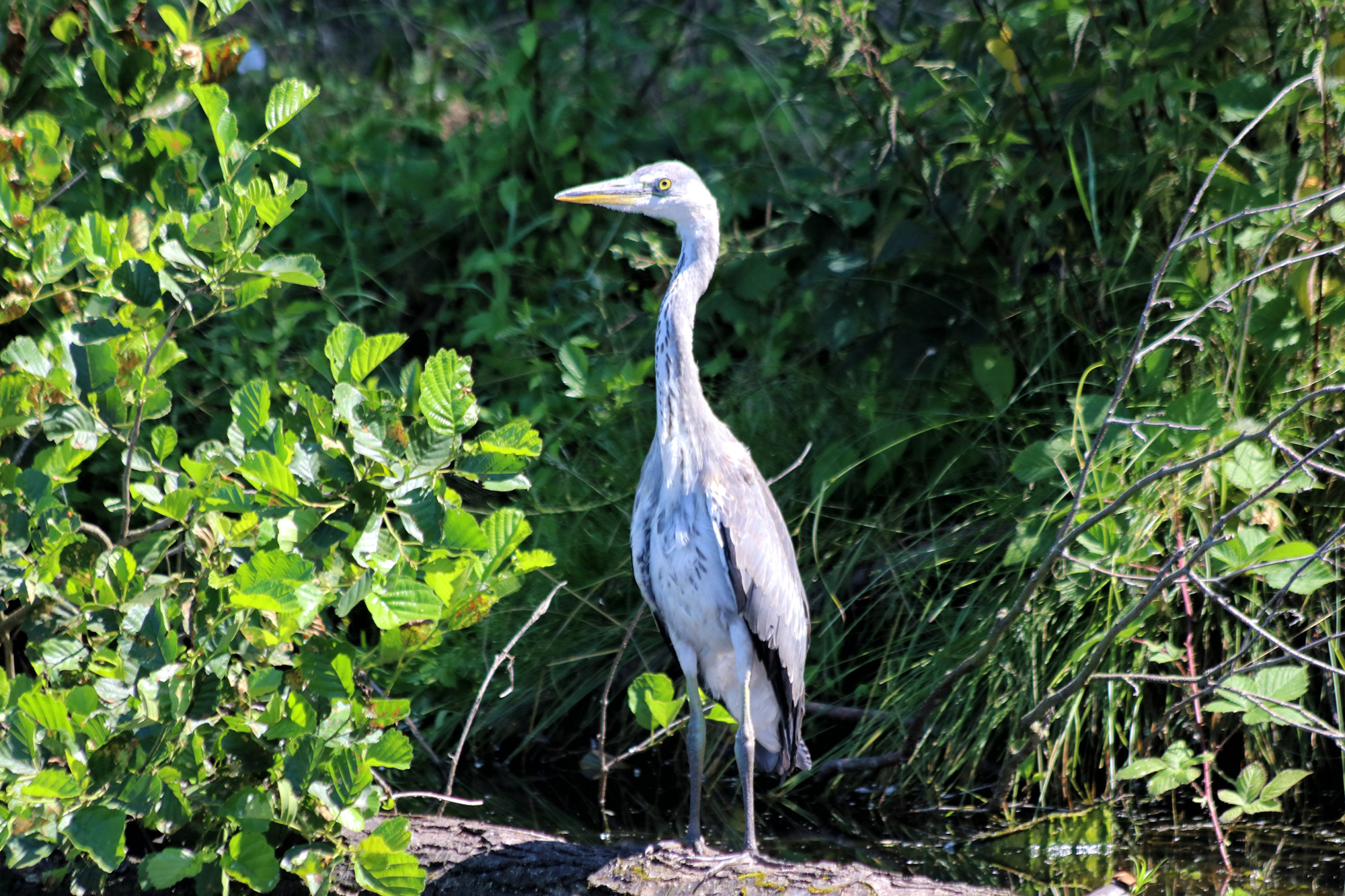 Wandeling: Rondje om de Krickenbecker Seen