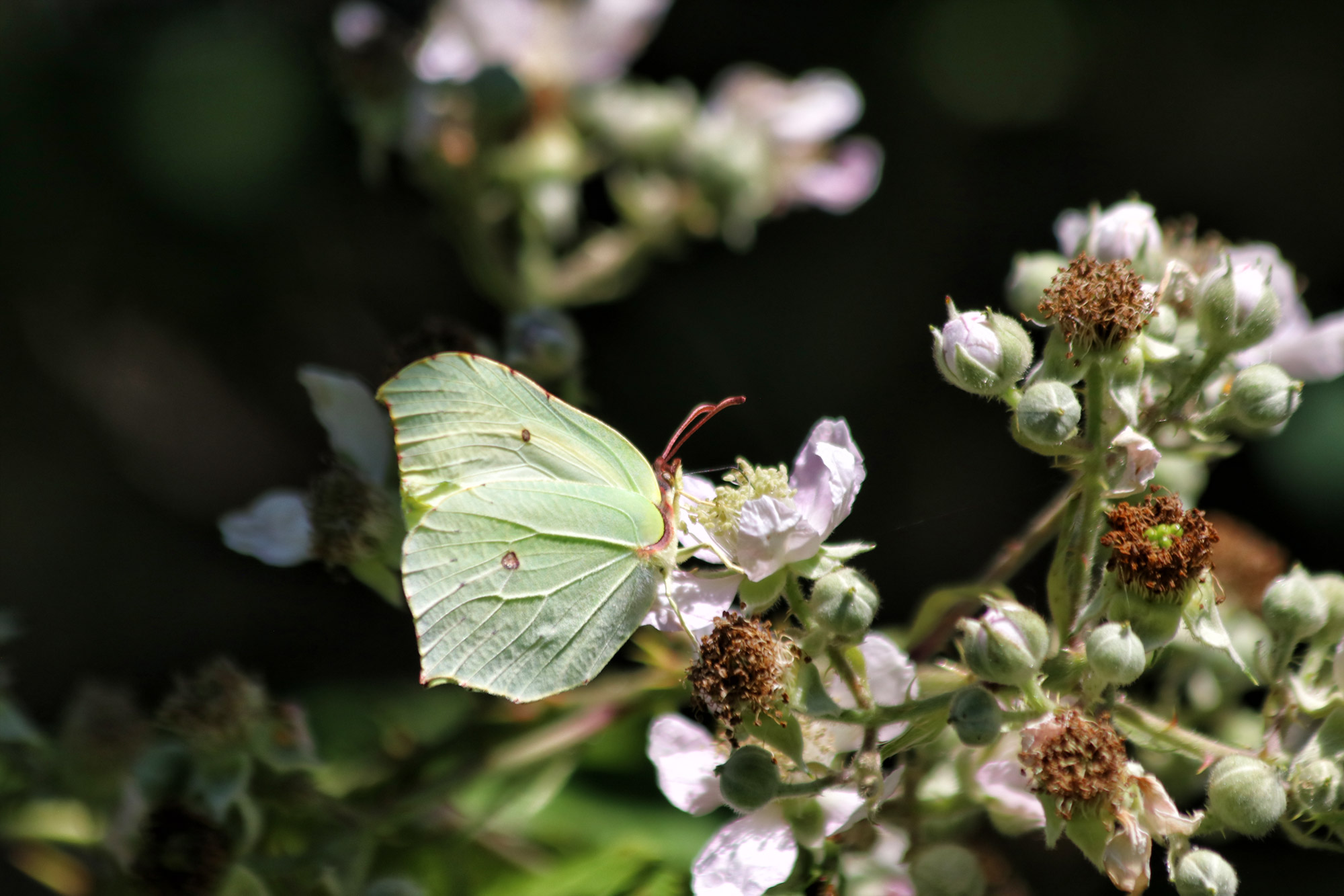 Wandeling: Rondje om de Krickenbecker Seen