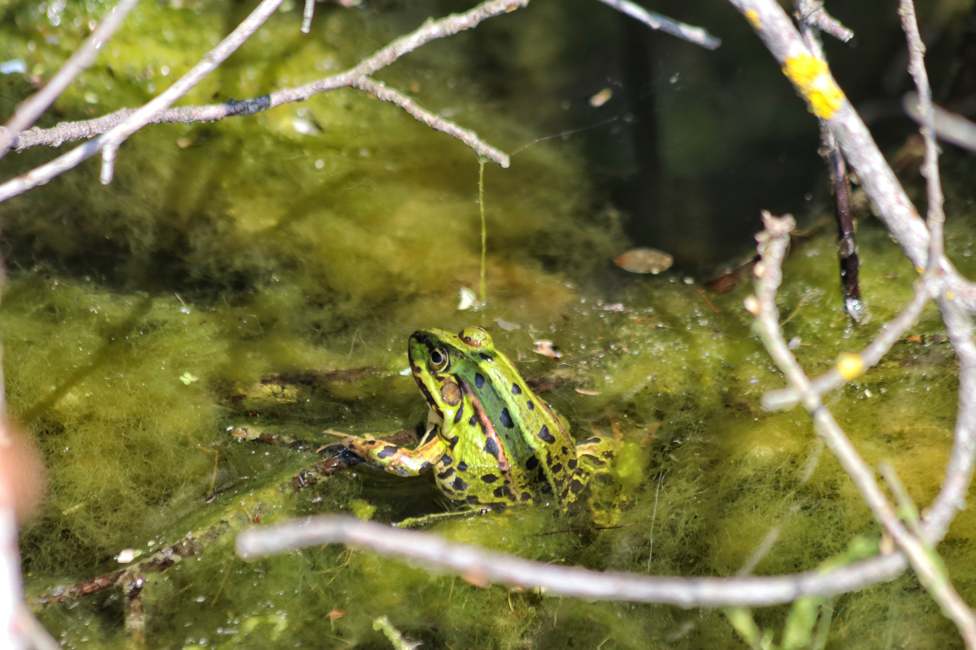 Wandeling: Rondje om de Krickenbecker Seen