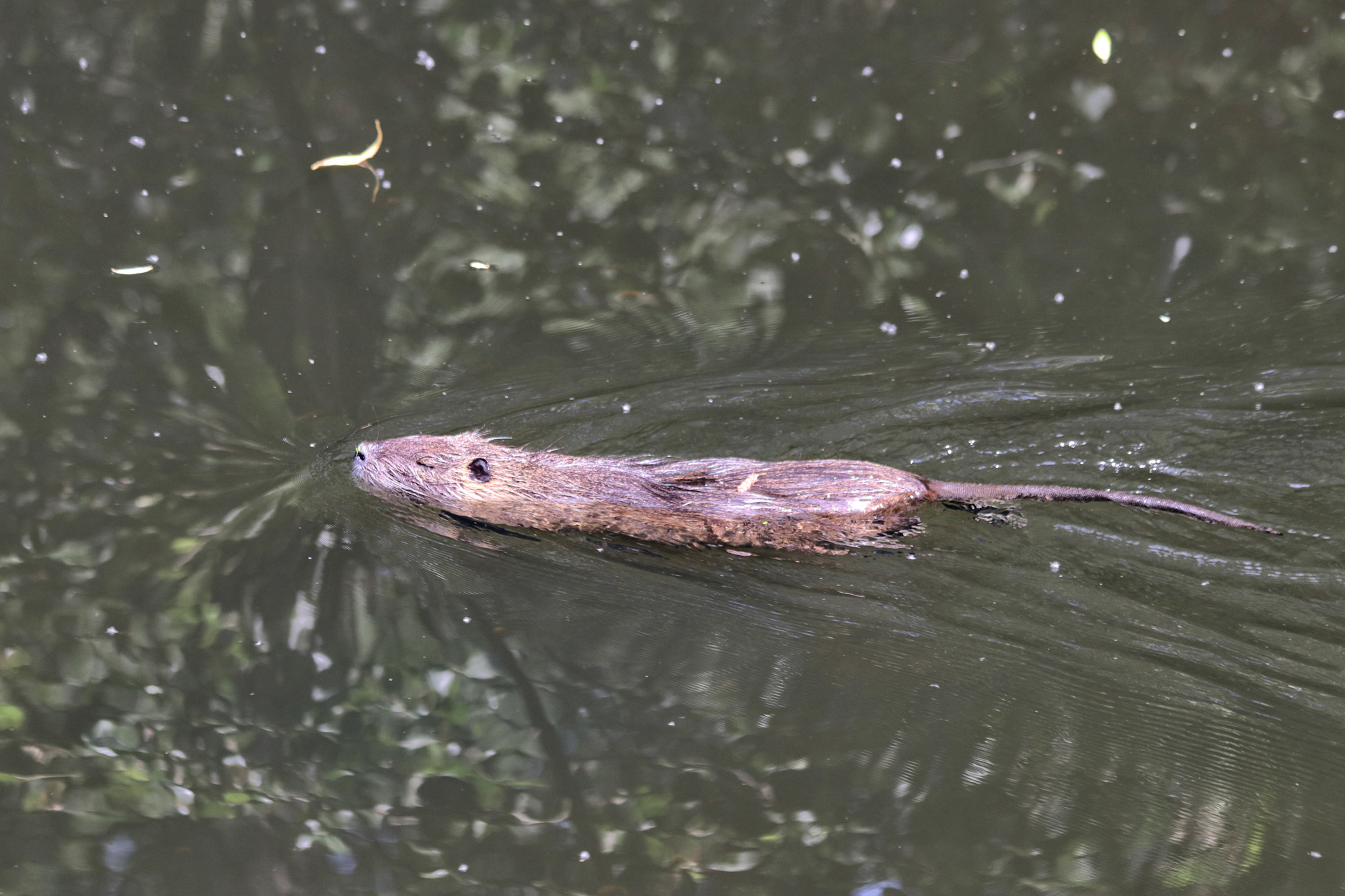 Wandeling: Rondje om de Krickenbecker Seen